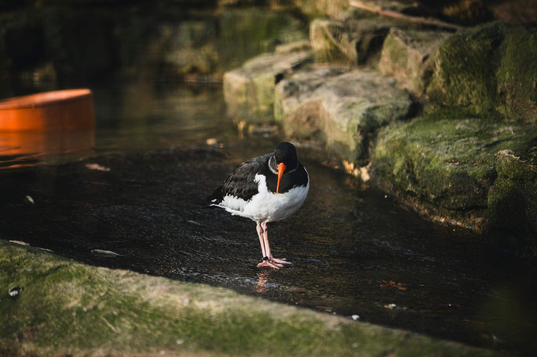 Detailansicht: Helmuth Rilling