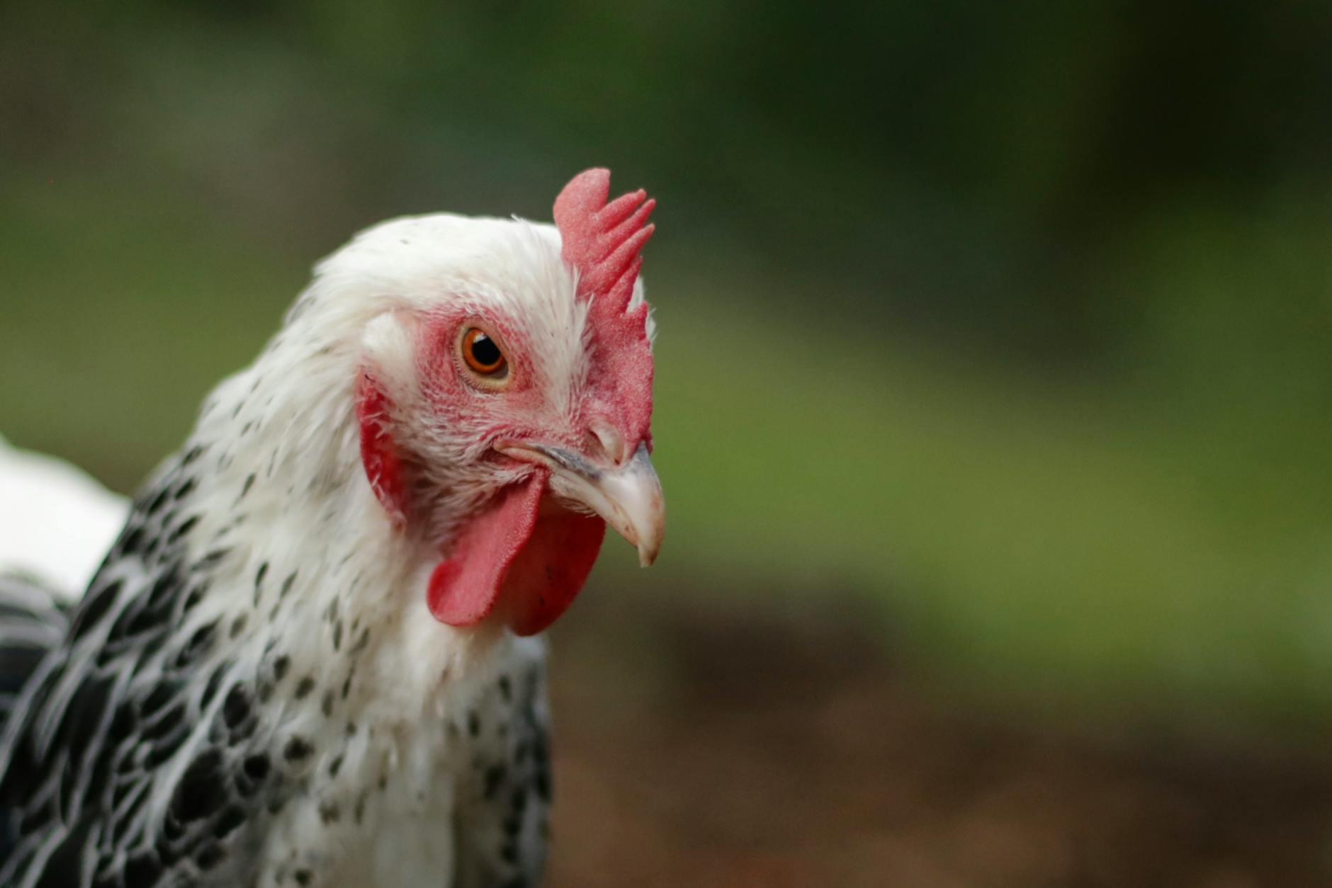 Illustration zu Henning Conle