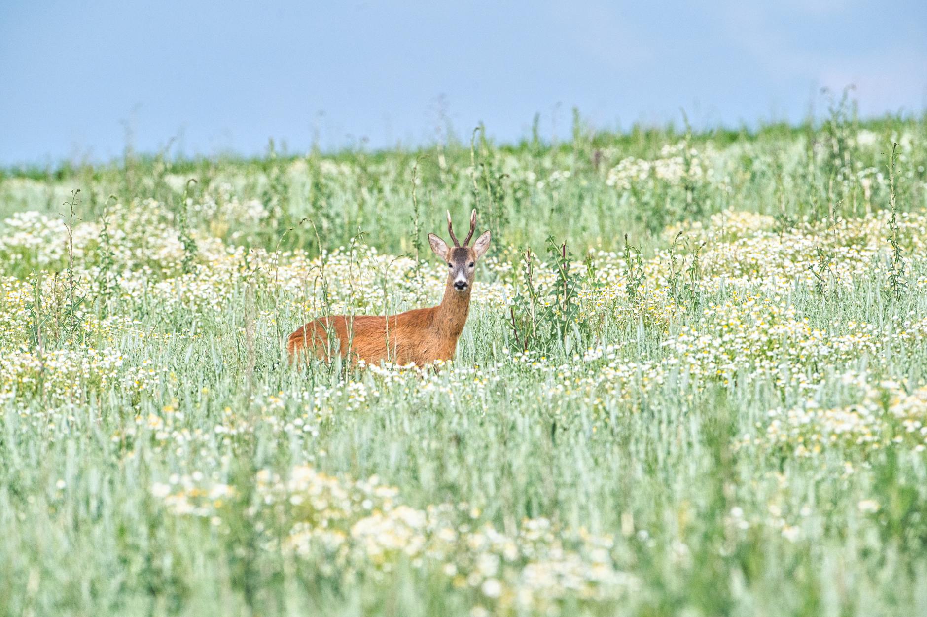 Illustration zu Henrik Kristoffersen Van Deer