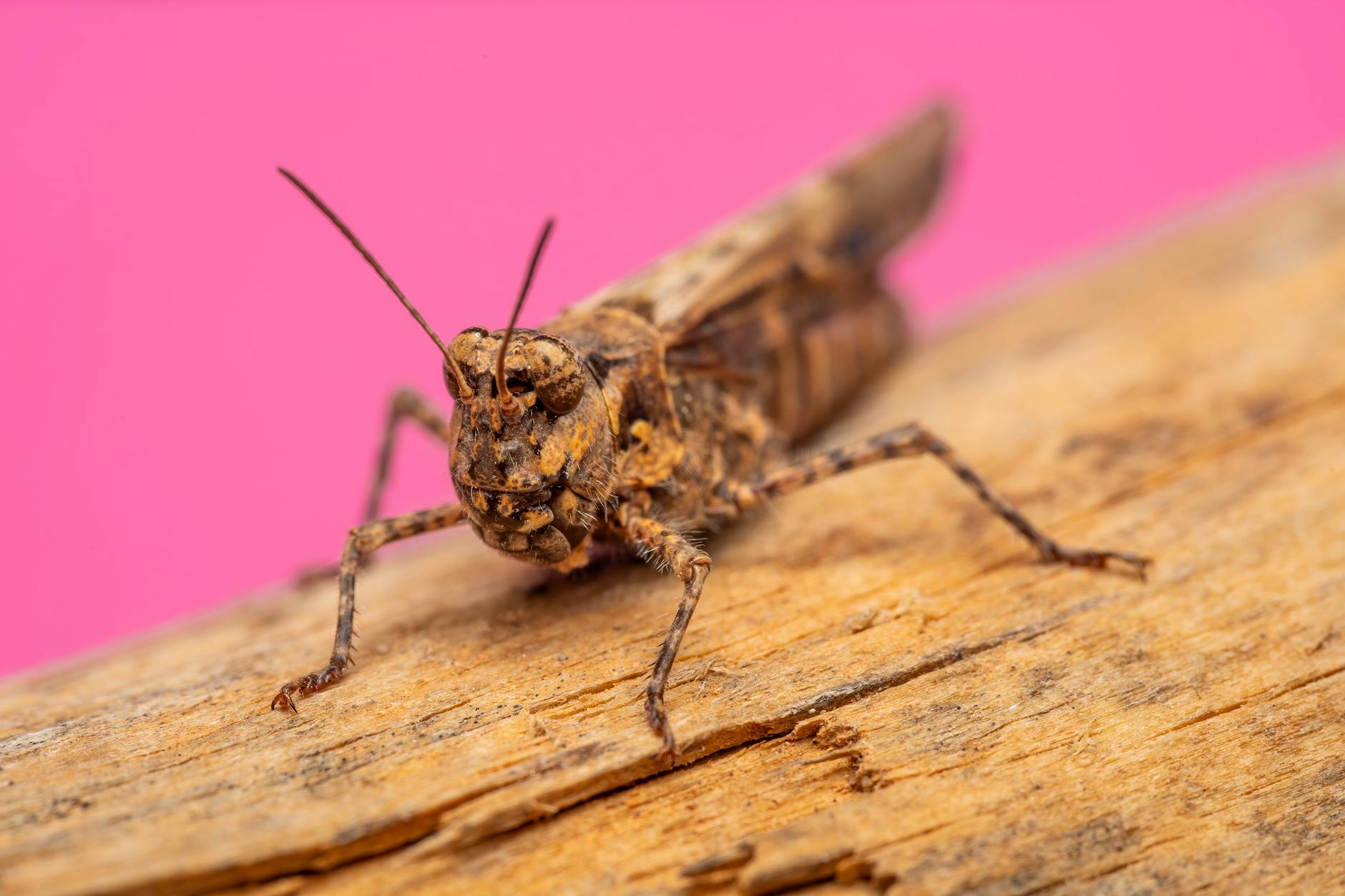 Heuschrecken Arten Illustration zu Heuschrecken Arten