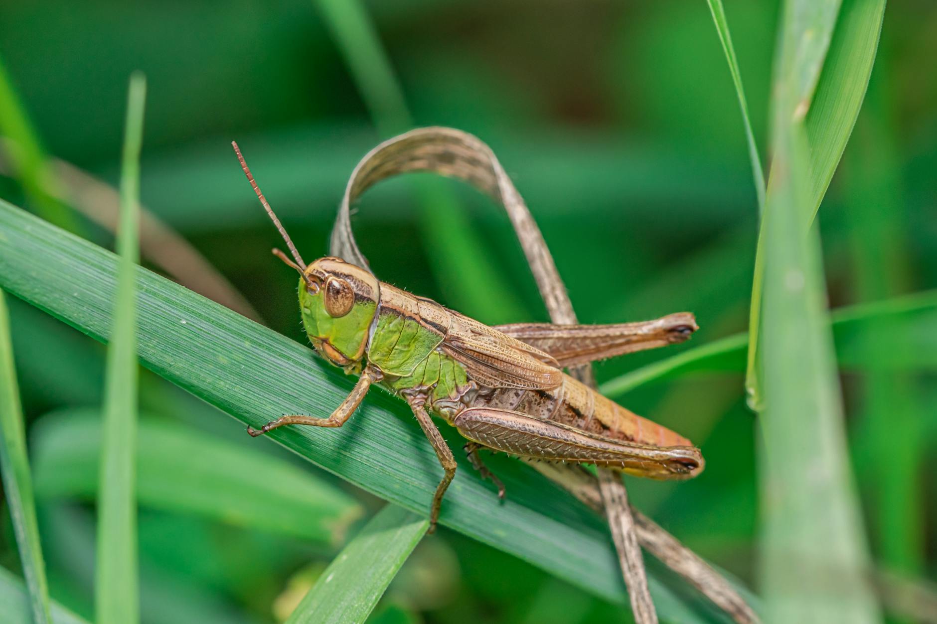 Heuschrecken Arten Symbolbild zum Thema Heuschrecken Arten