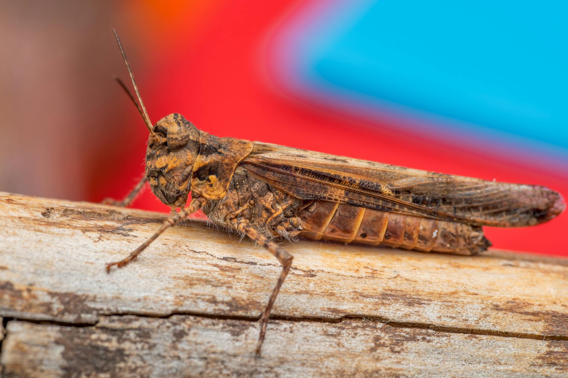 Heuschrecken Arten Detailansicht: Heuschrecken Arten
