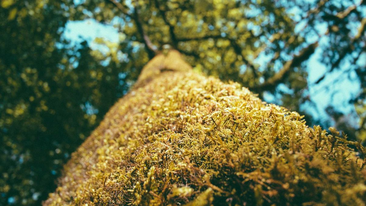 Symbolbild zum Thema Hinnerk Baumgarten