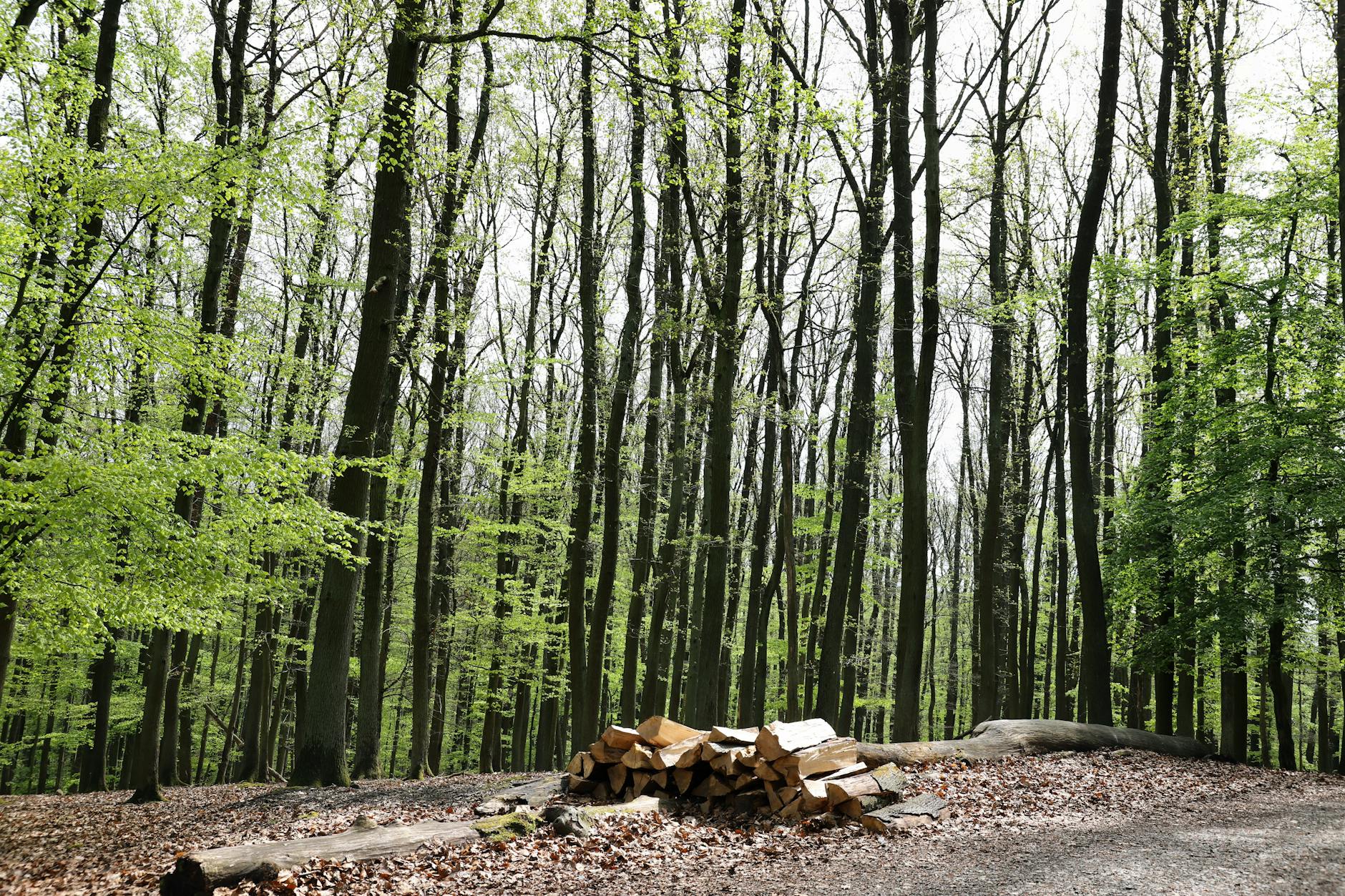 Symbolbild zum Thema Holzstapel Brand