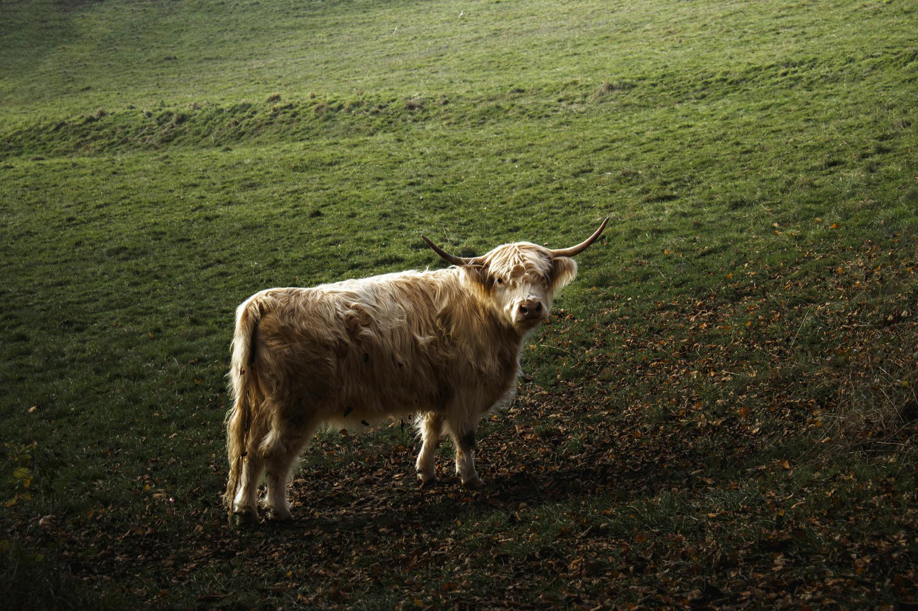 Detailansicht: Horn Bad Meinberg CO2