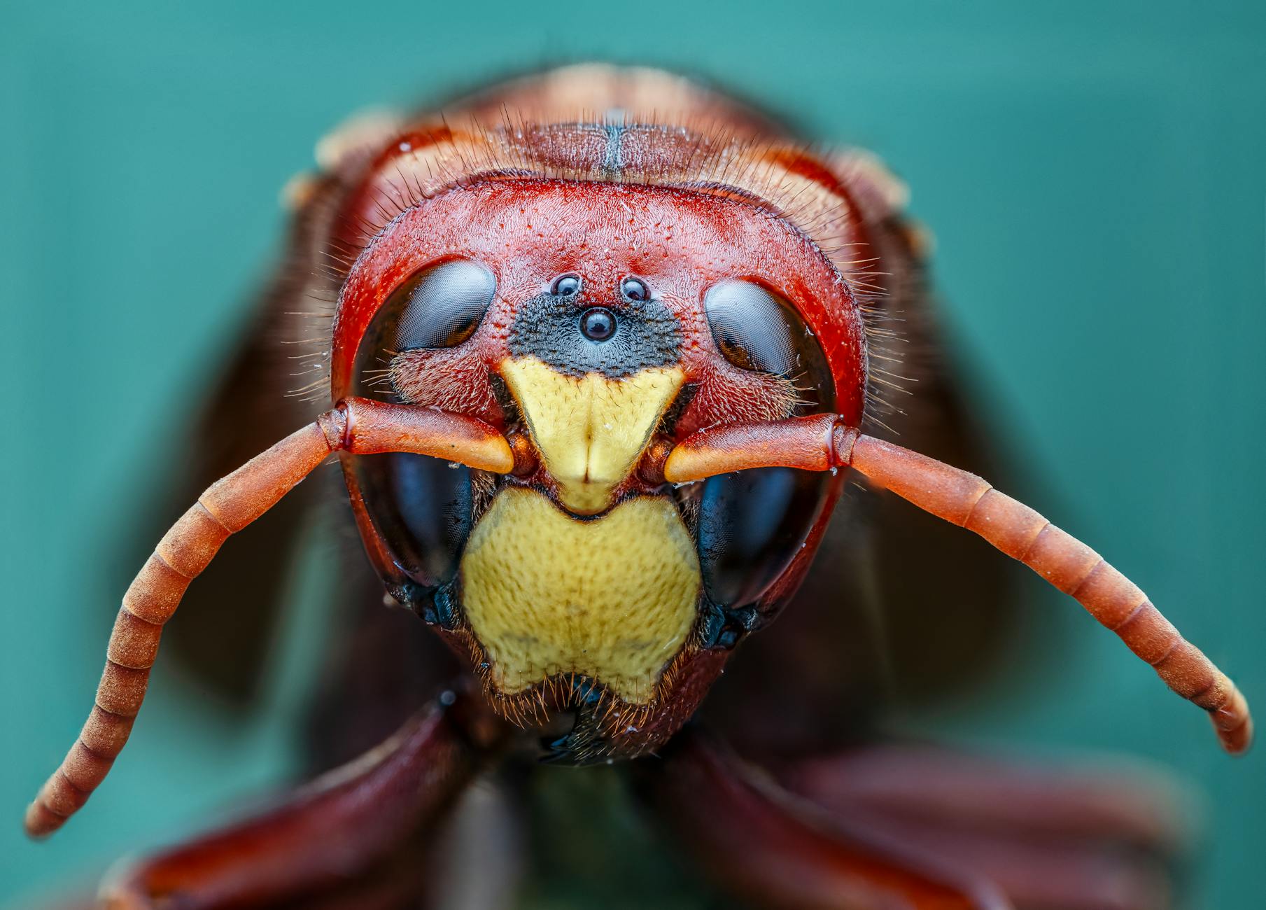 Detailansicht: Hornets – Heat