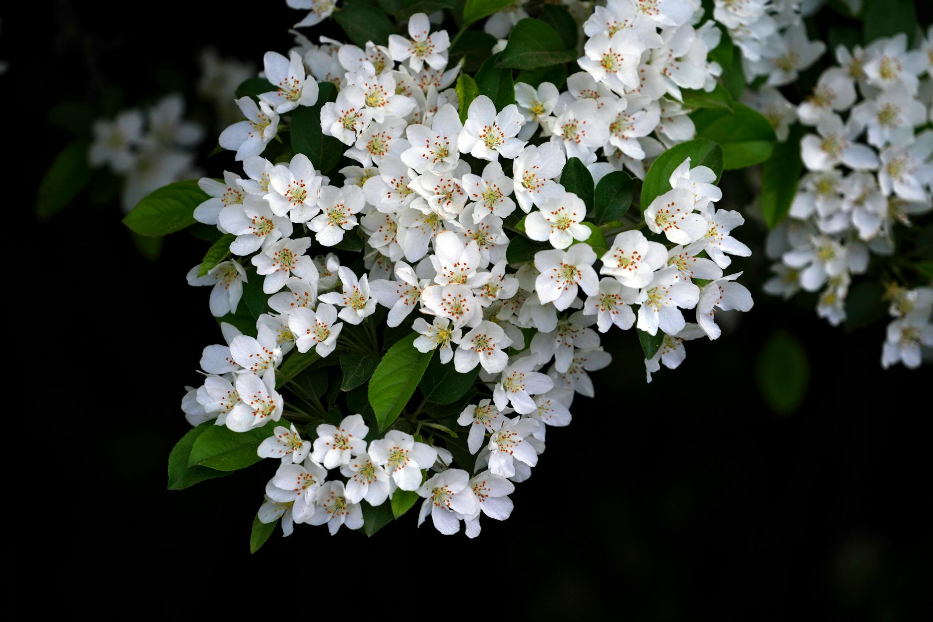 Illustration zu Horoskop April