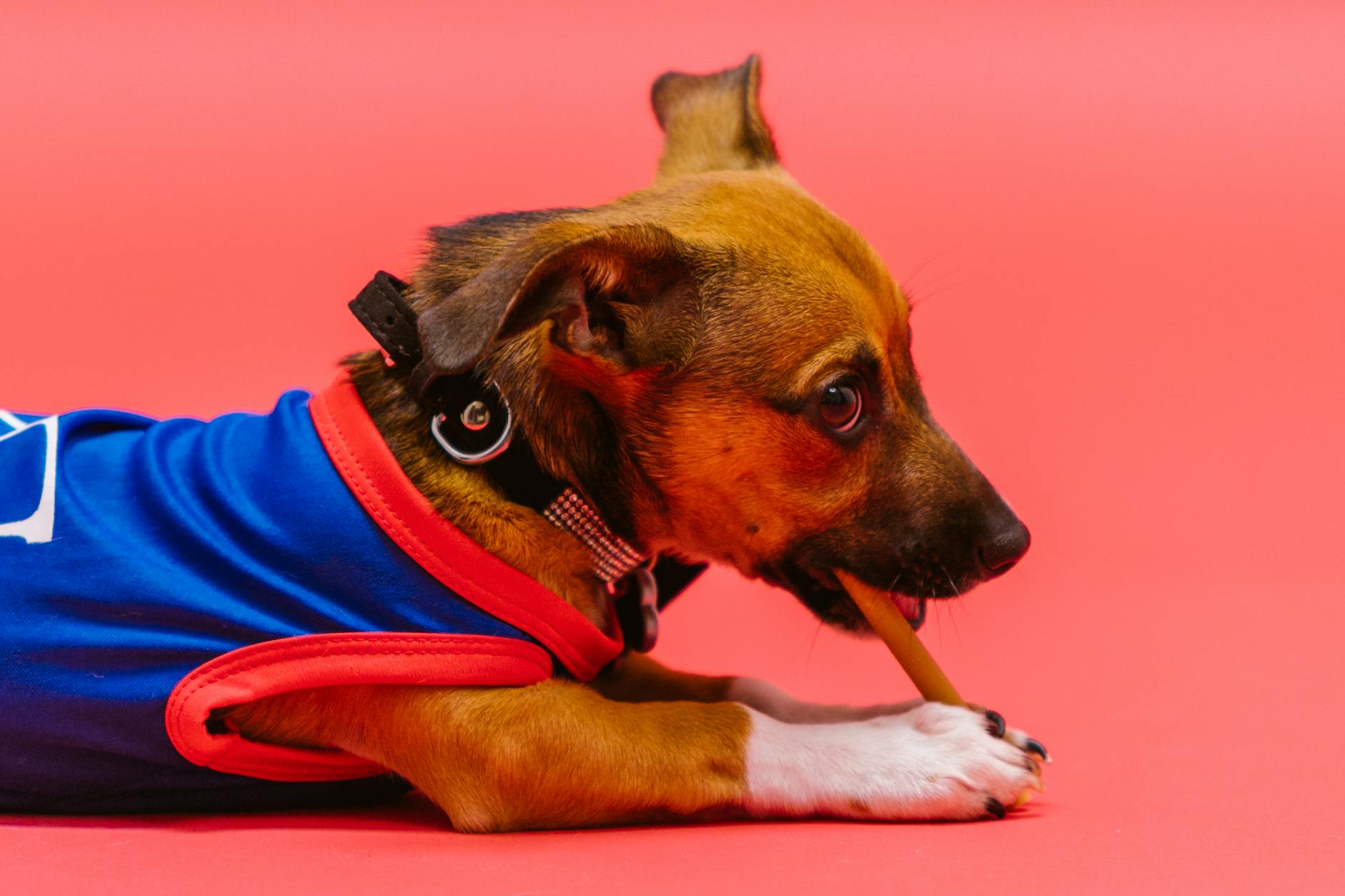 Symbolbild zum Thema Hunde Leckerli Selber Machen