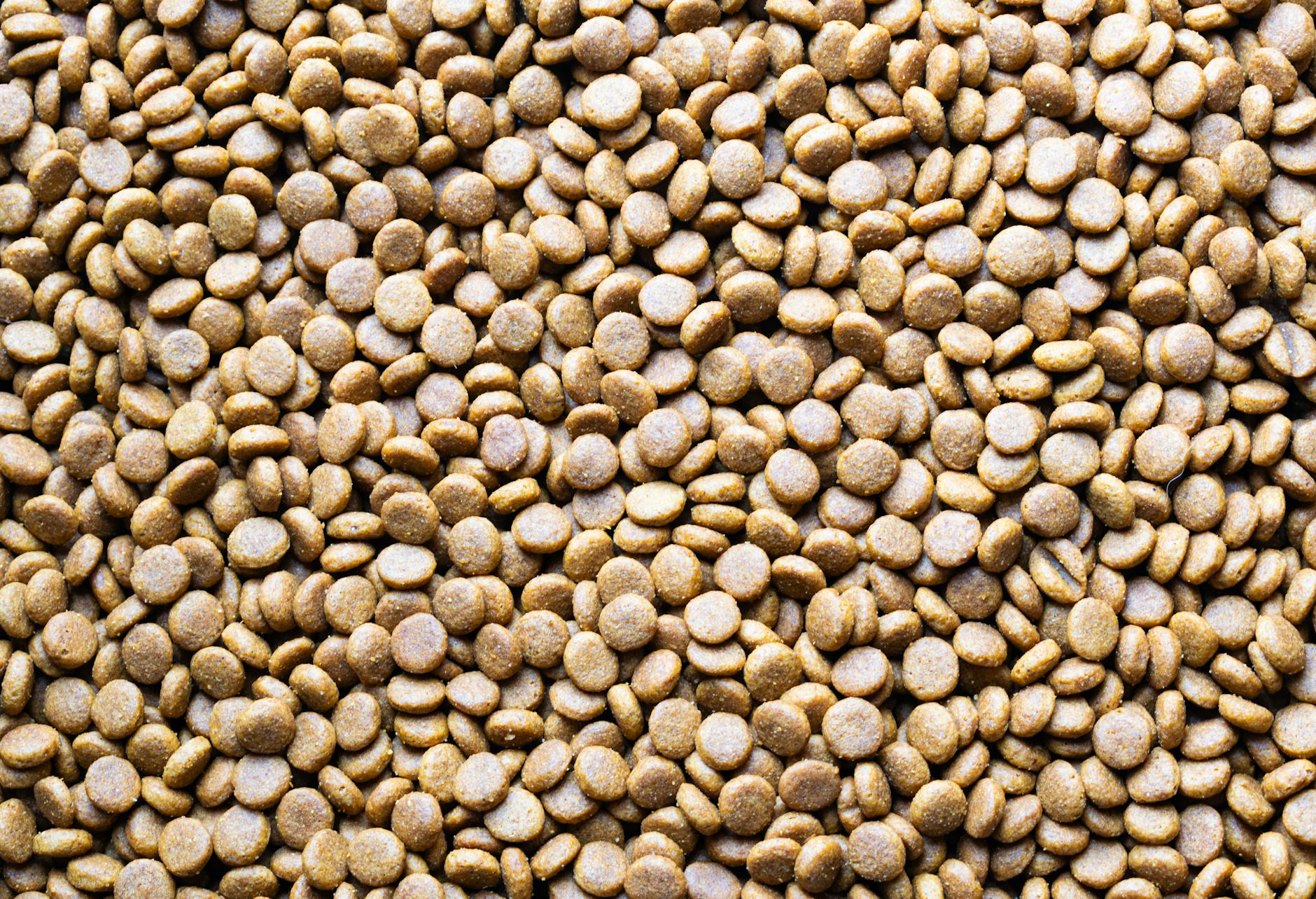 Detailansicht: Hunde Leckerli Selber Machen