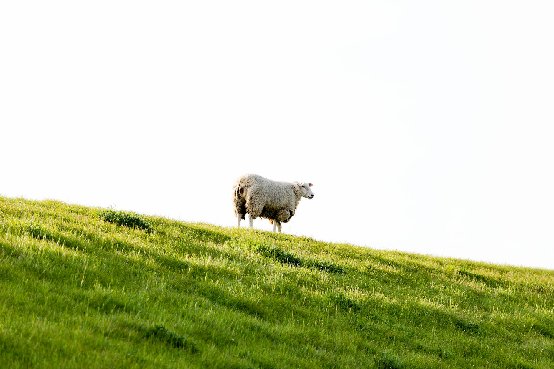 Illustration zu Husum