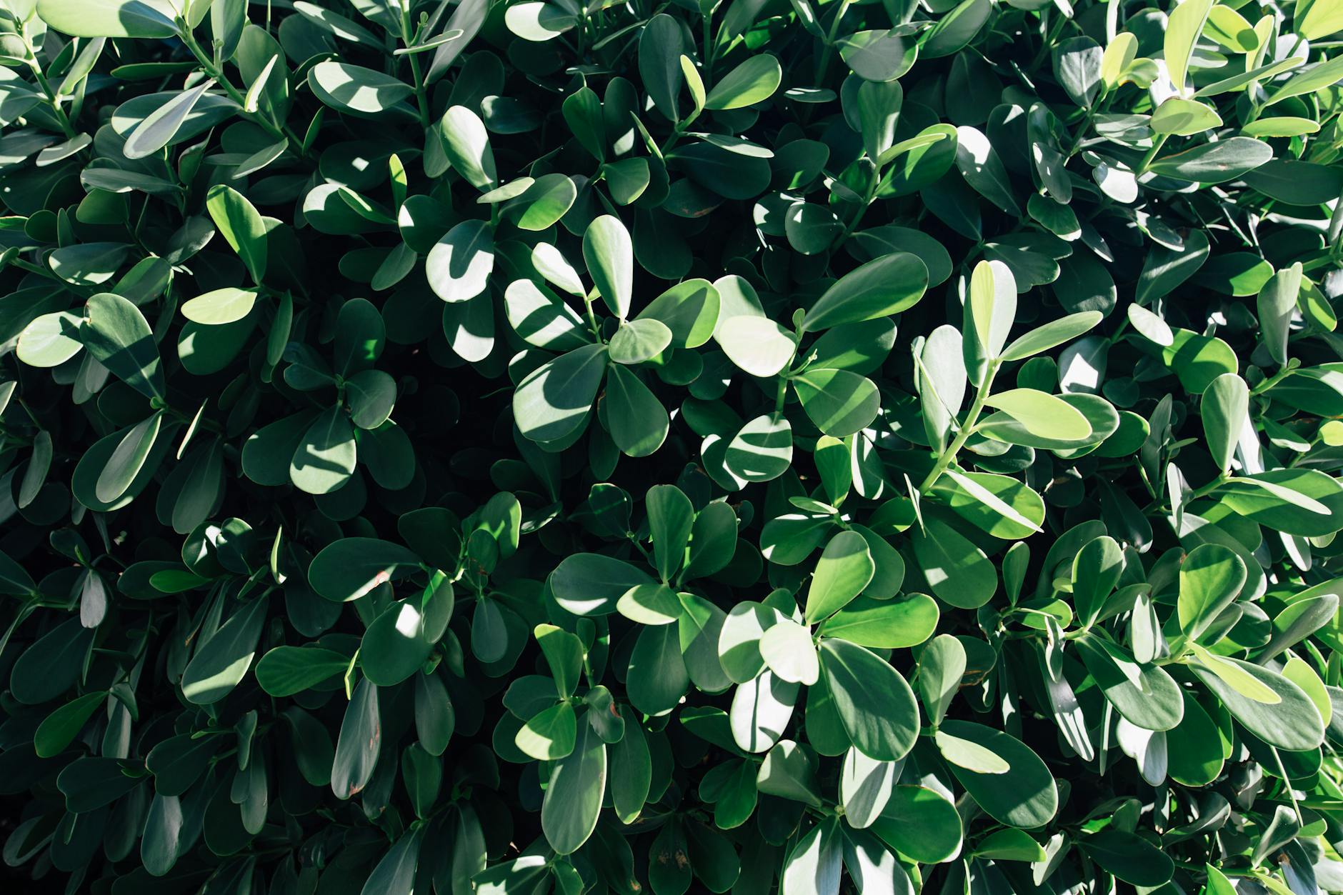 Illustration zu Immergrüne Sträucher