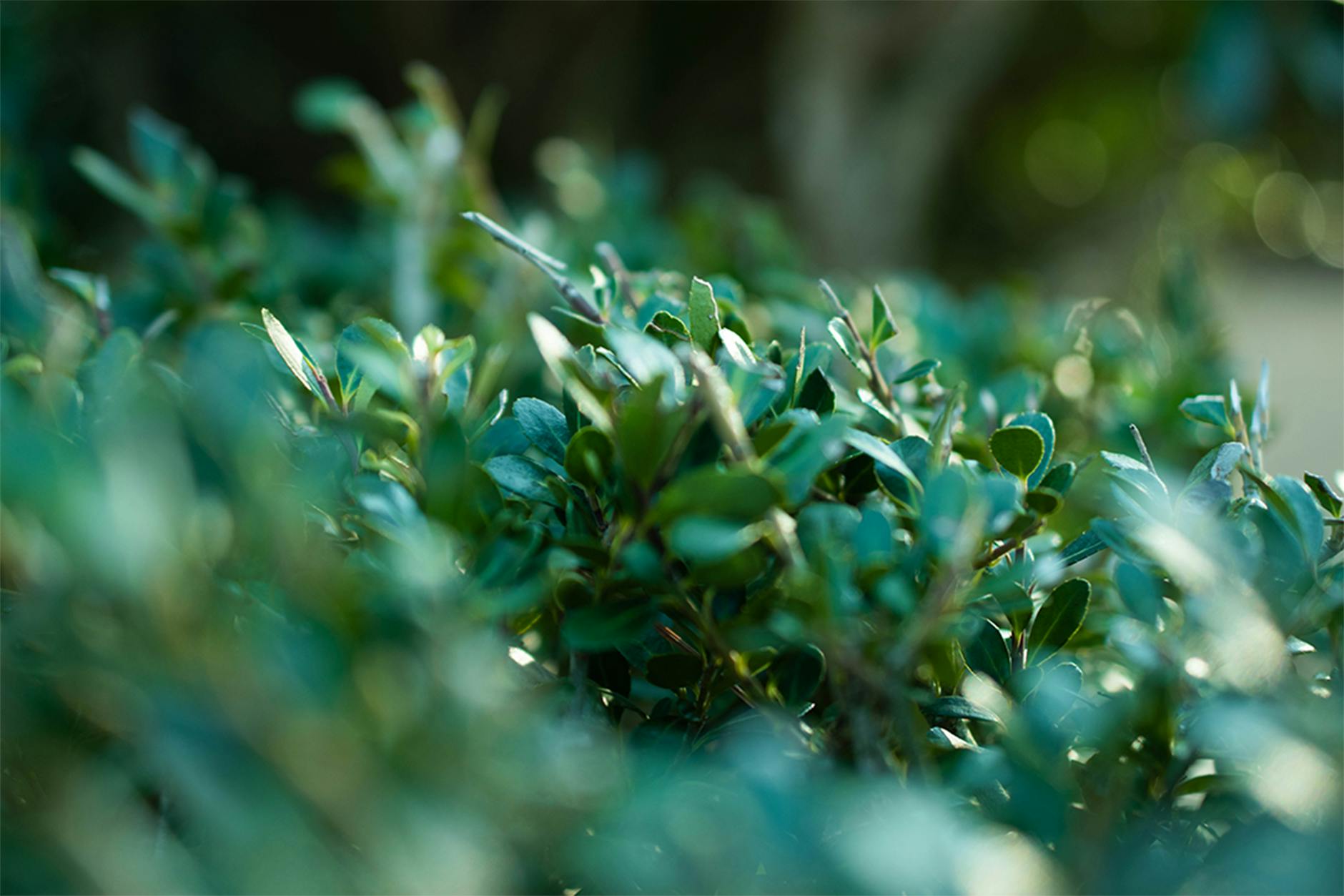 Symbolbild zum Thema Immergrüne Sträucher