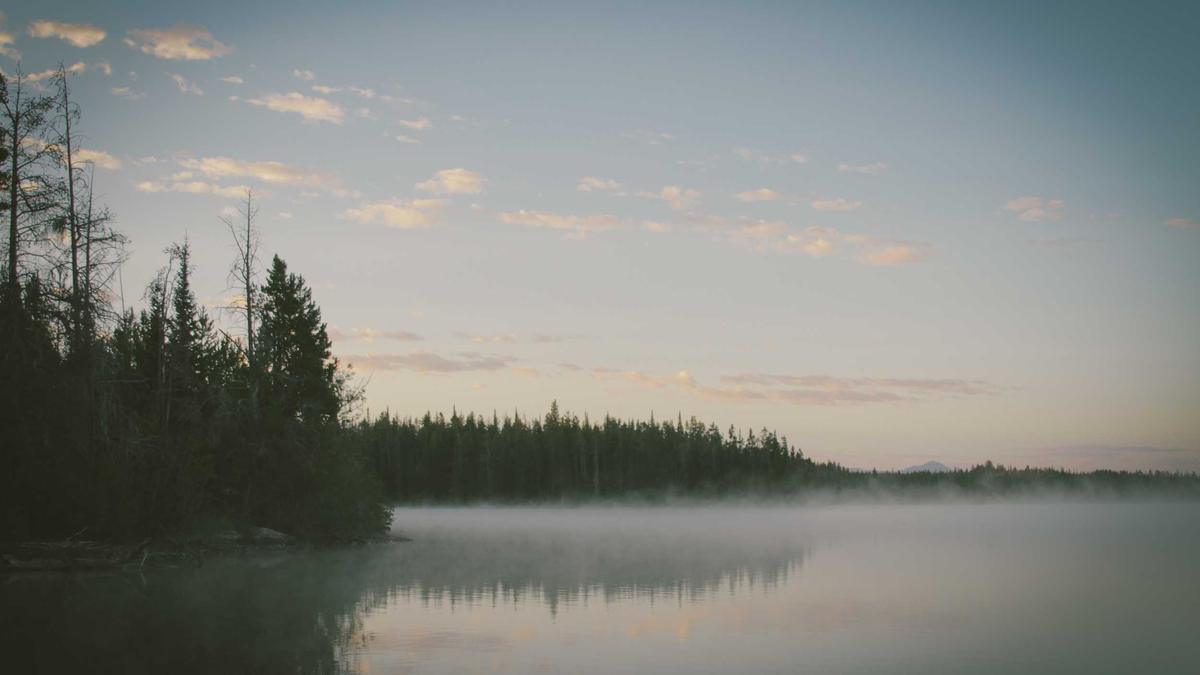Internationaler Tag Des Waldes Symbolbild zum Thema Internationaler Tag Des Waldes