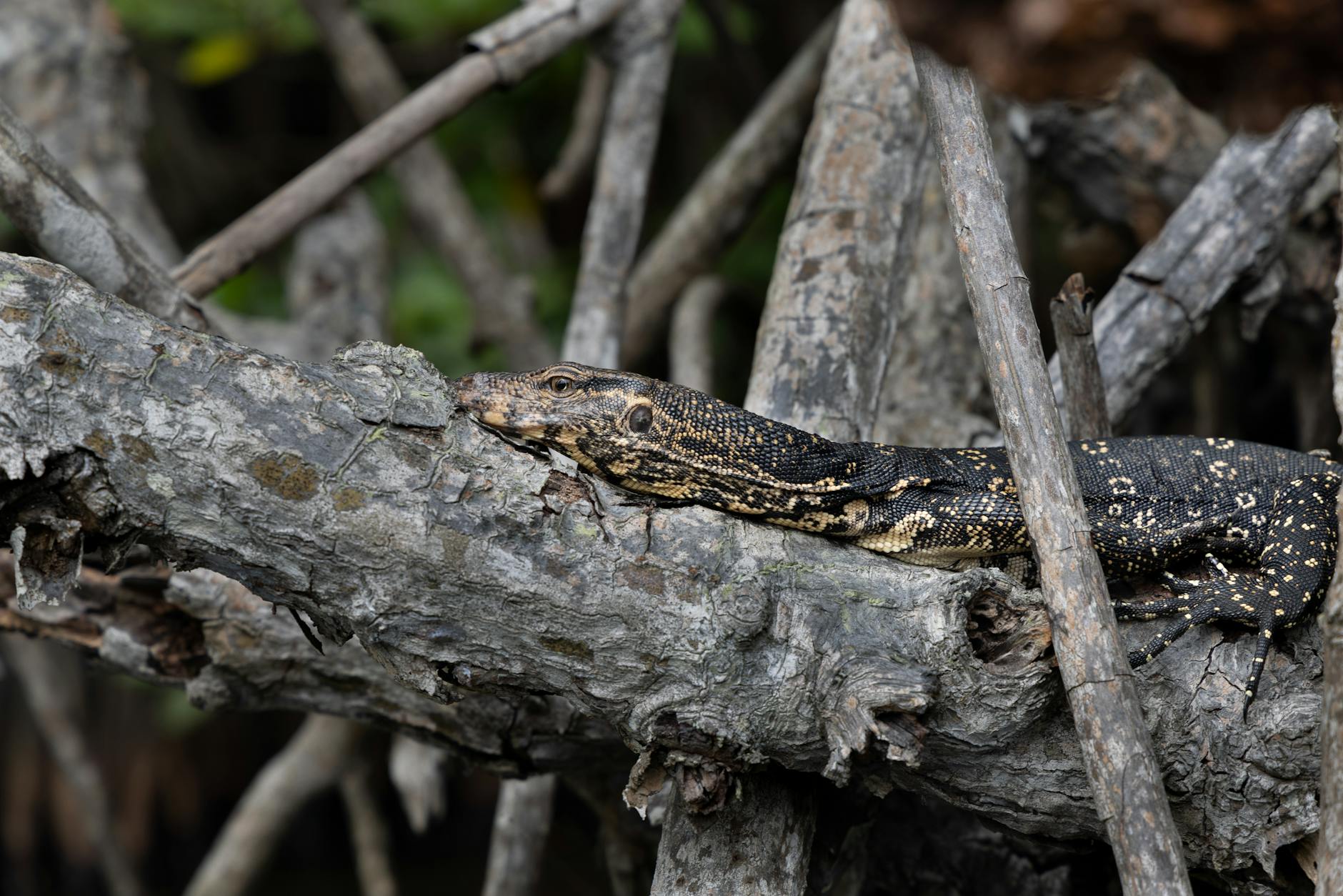 Symbolbild zum Thema Iran Kriegsschiffe Sri Lanka