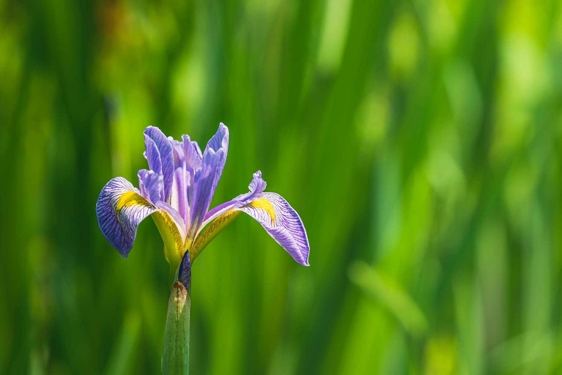 Iris Dena Illustration zu Iris Dena