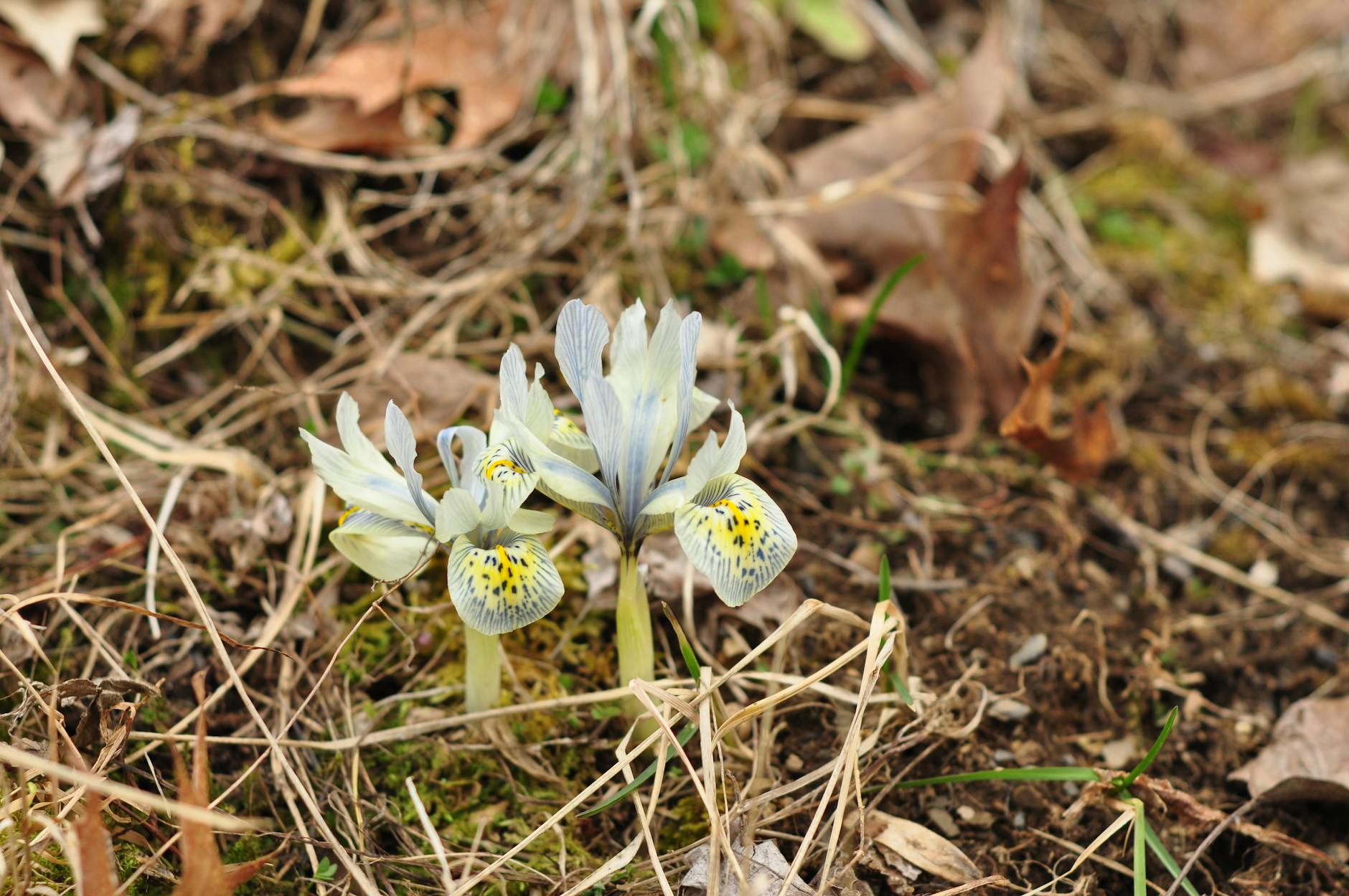 Iris Dena Symbolbild zum Thema Iris Dena