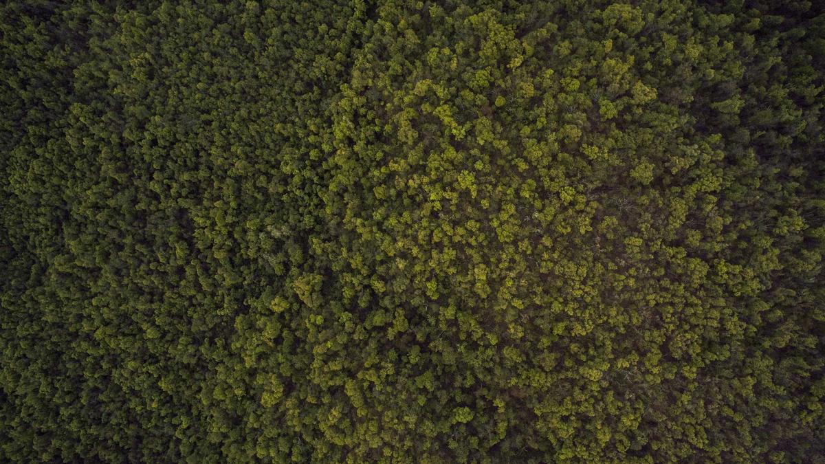 Ita Airways Hunde Symbolbild zum Thema Ita Airways Hunde