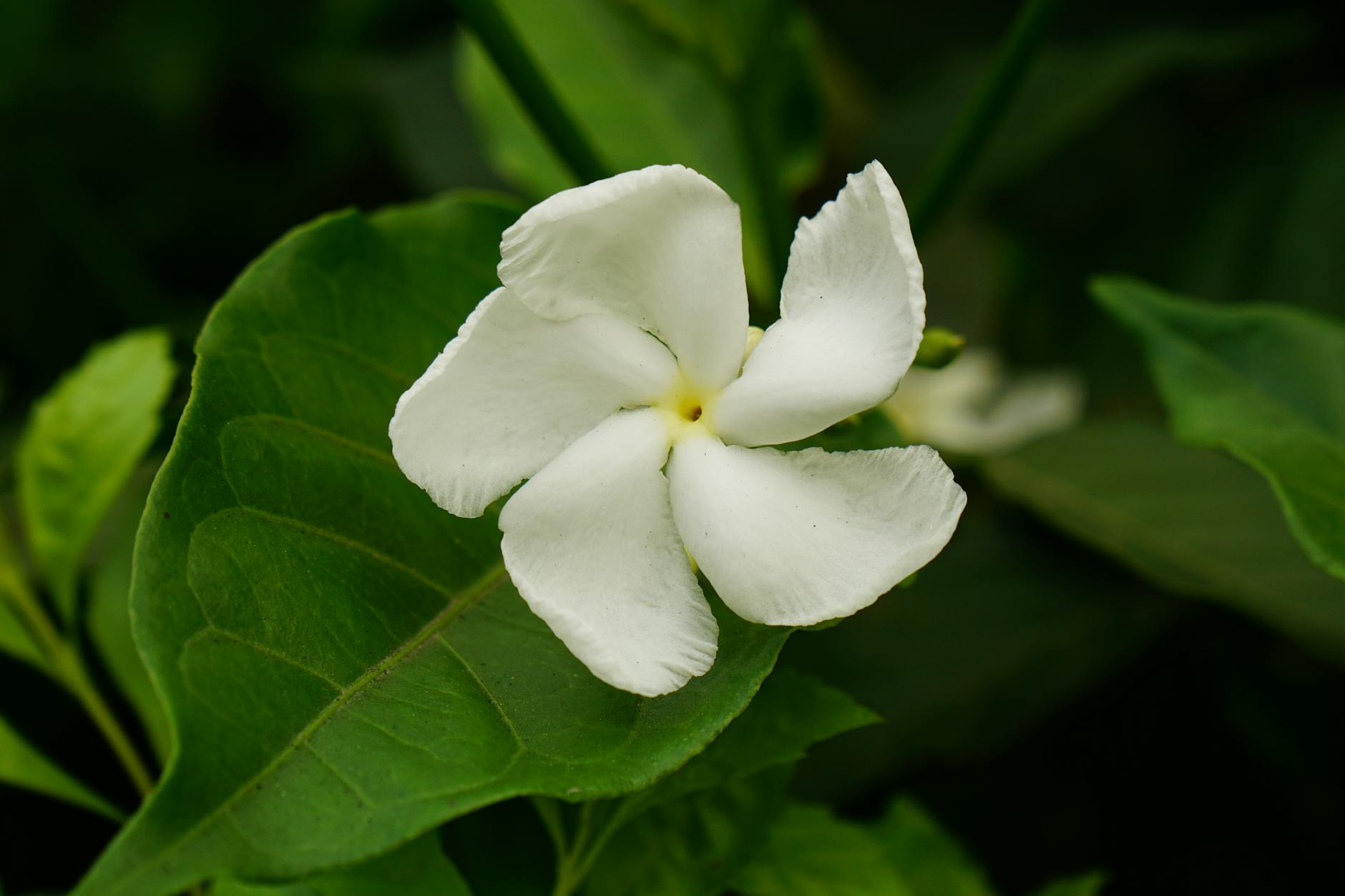 Illustration zu Jasmin Schmidt Zwillinge