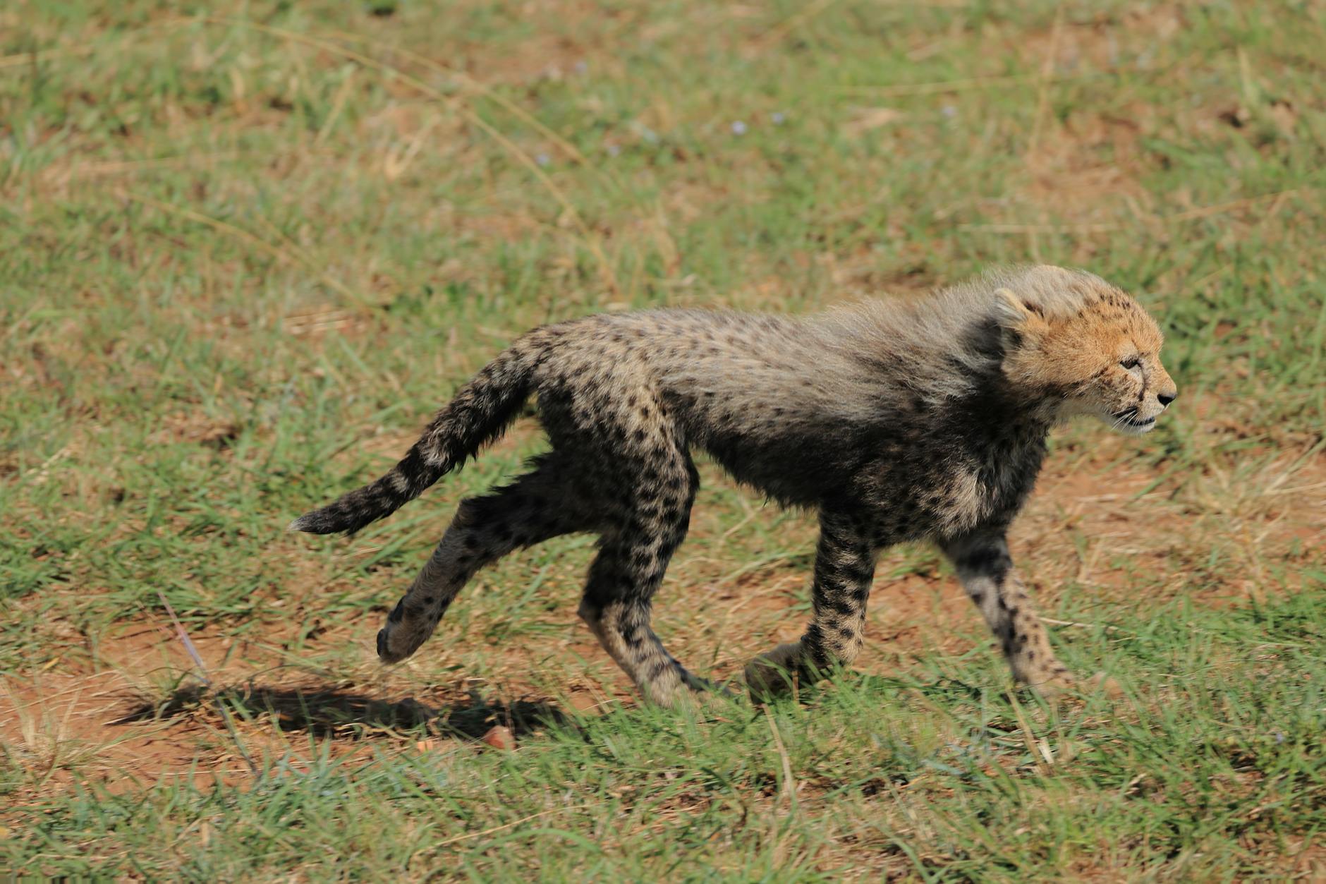 Detailansicht: Kate Mara