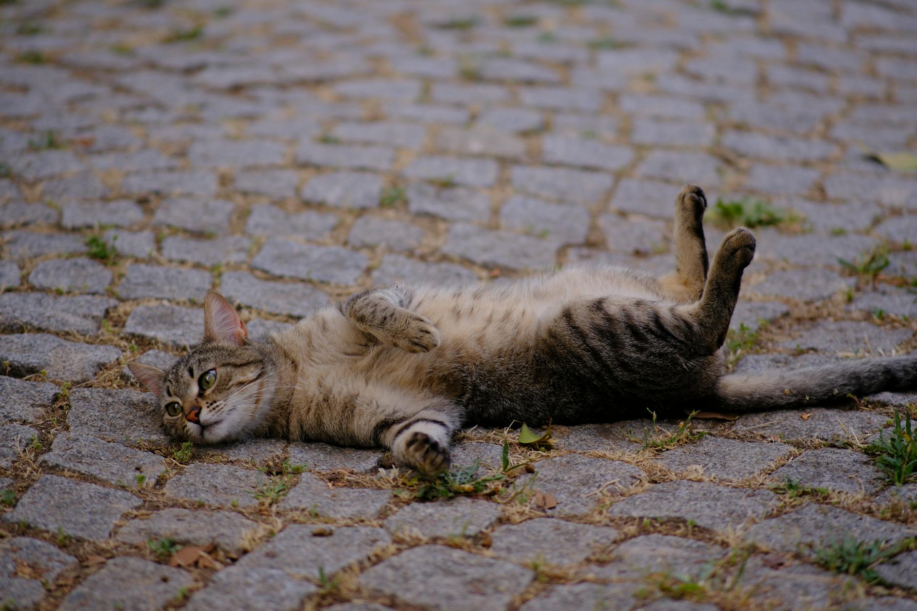 Illustration zu Katze Wackelt Po