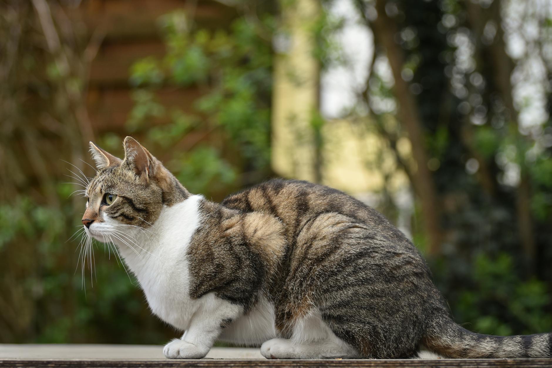 Symbolbild zum Thema Katze Wackelt Po