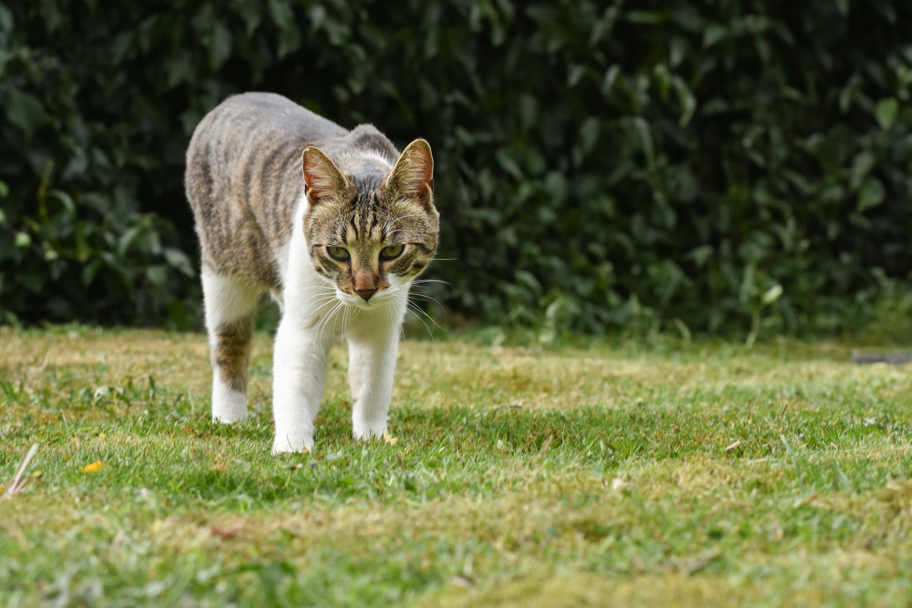 Detailansicht: Katze Wackelt Po