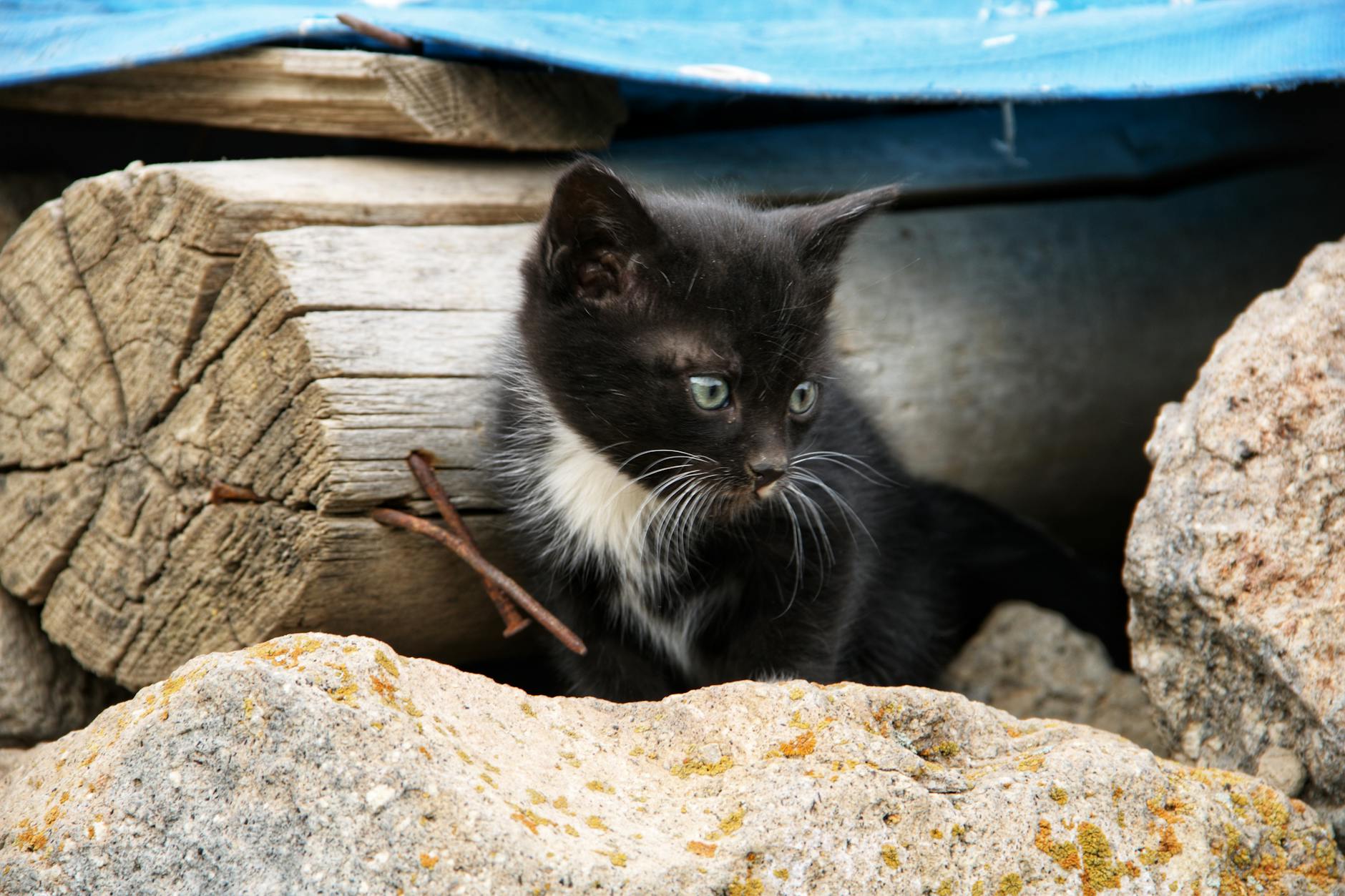 Detailansicht: Kenan Karaman