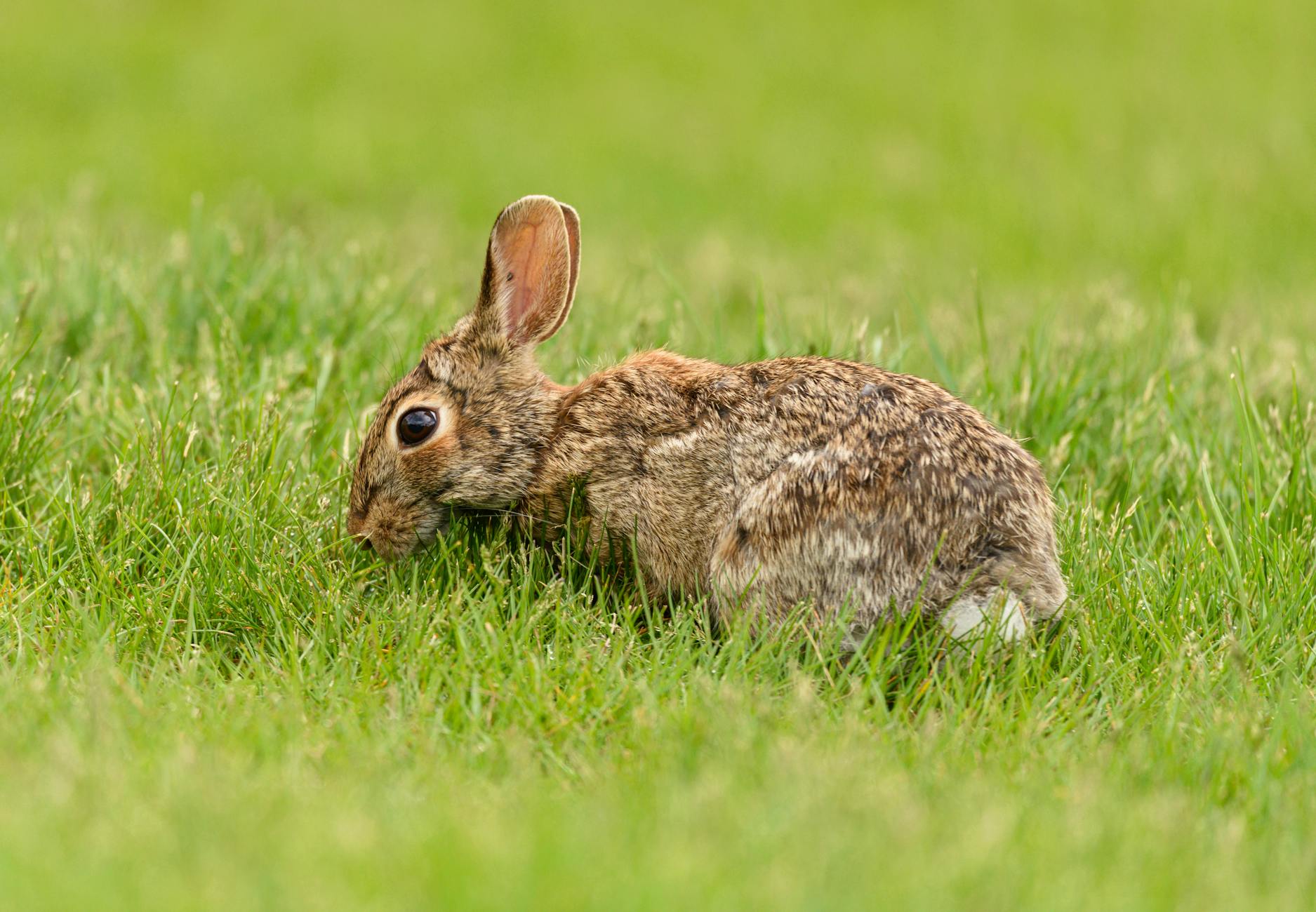 Detailansicht: Kevin James