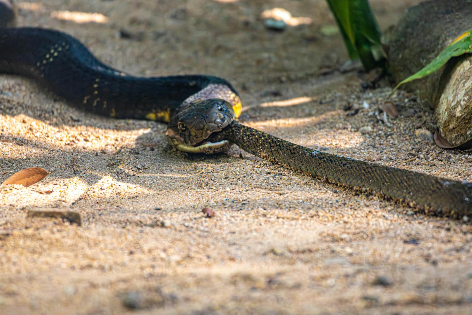 Symbolbild zum Thema Königskobra Gefunden
