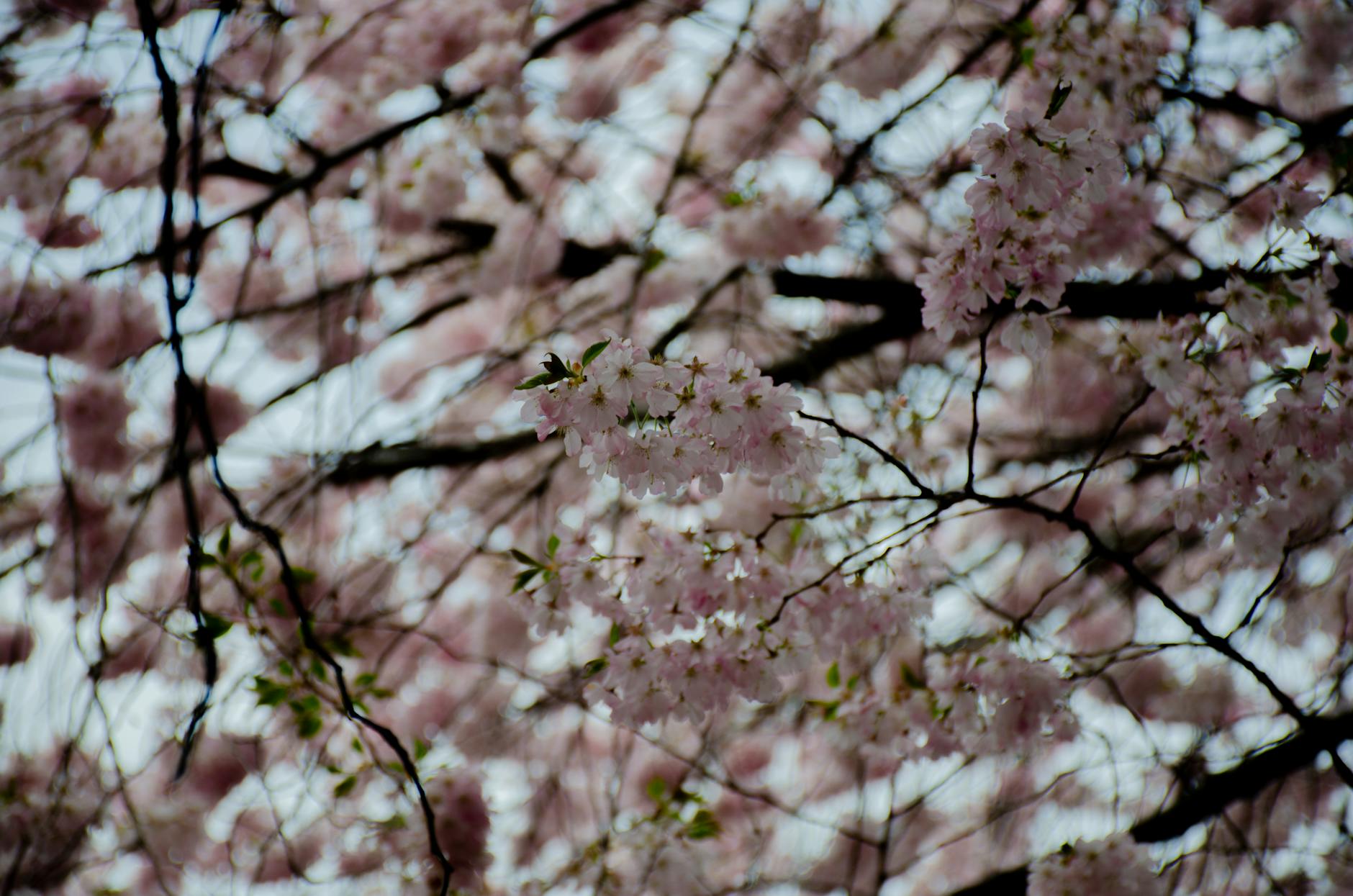 Detailansicht: Kostenlose Naturfilme April