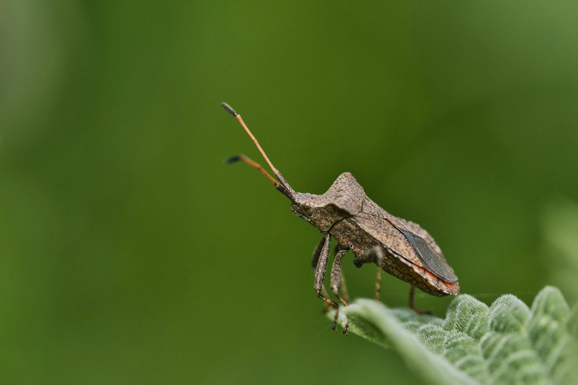 Illustration zu Krabbeltiere Stinkwanzen