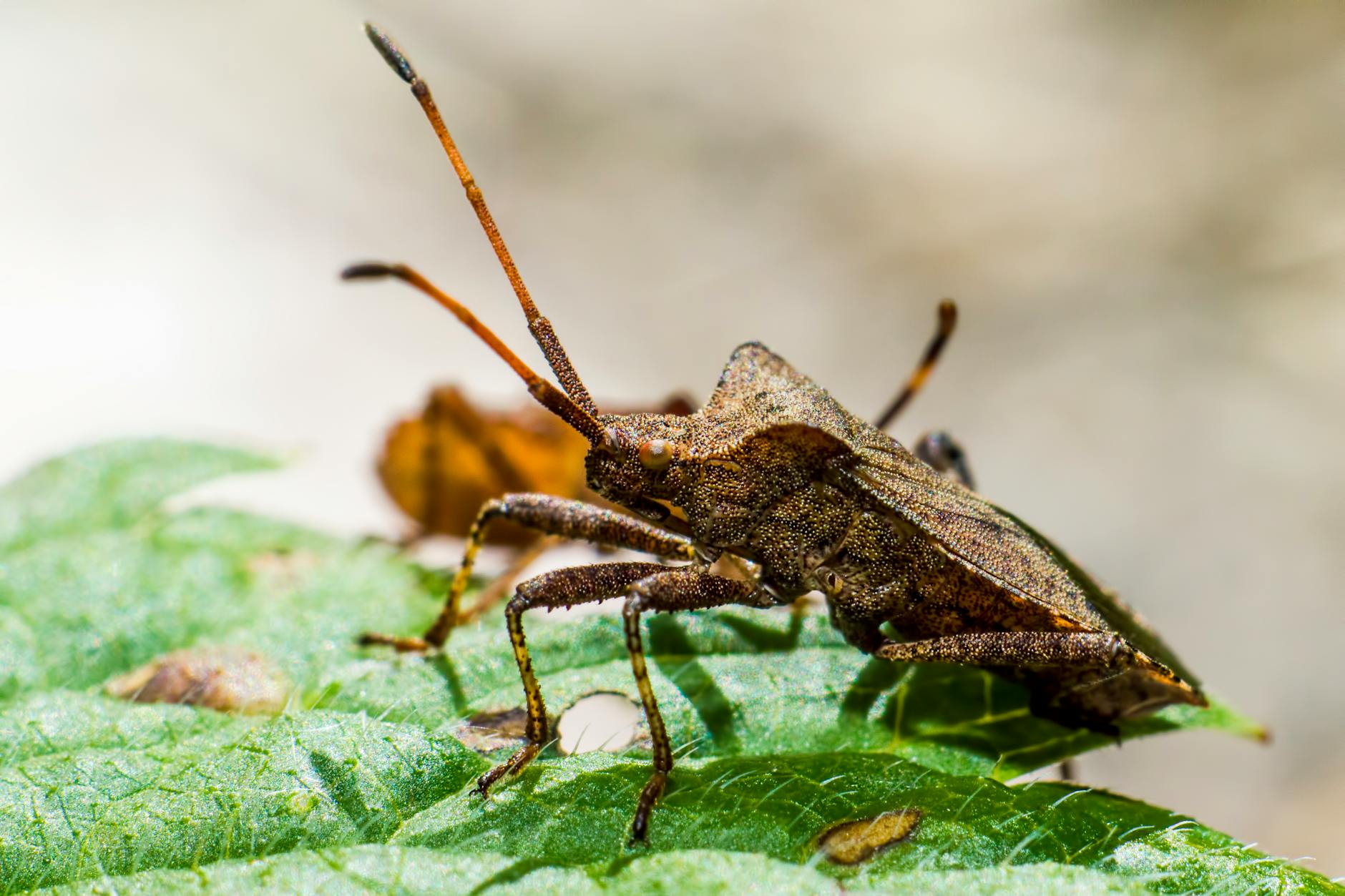 Illustration zu Krabbeltiere Stinkwanzen