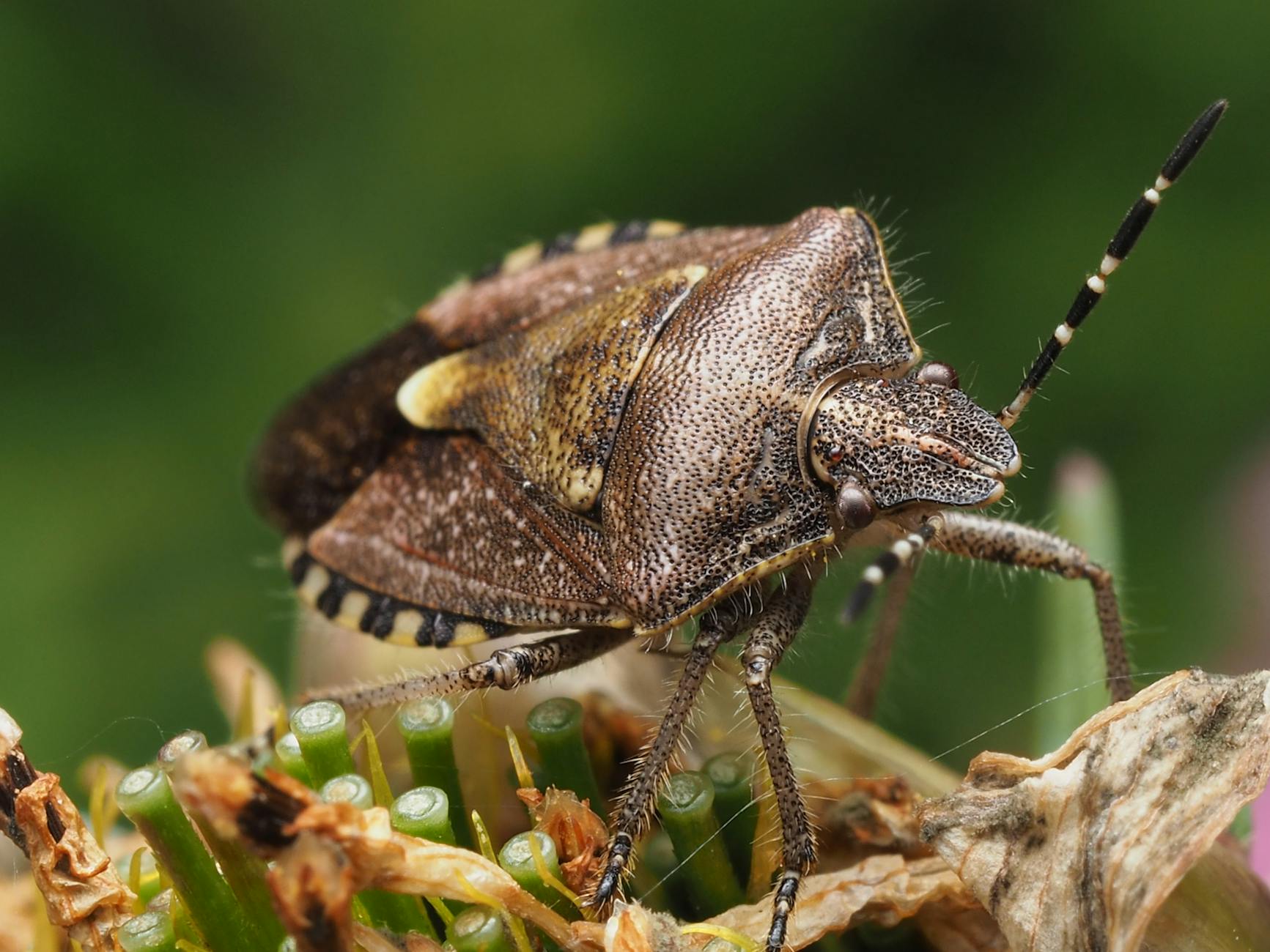 Symbolbild zum Thema Krabbeltiere Stinkwanzen