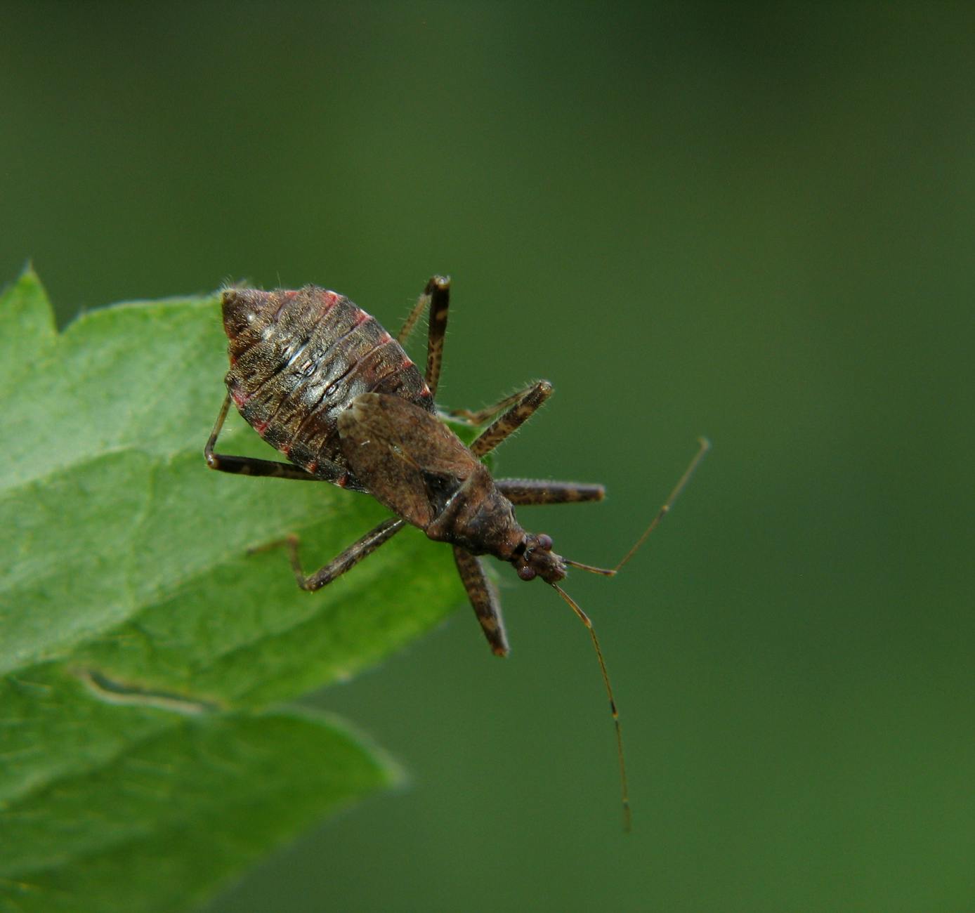 Symbolbild zum Thema Krabbeltiere Stinkwanzen