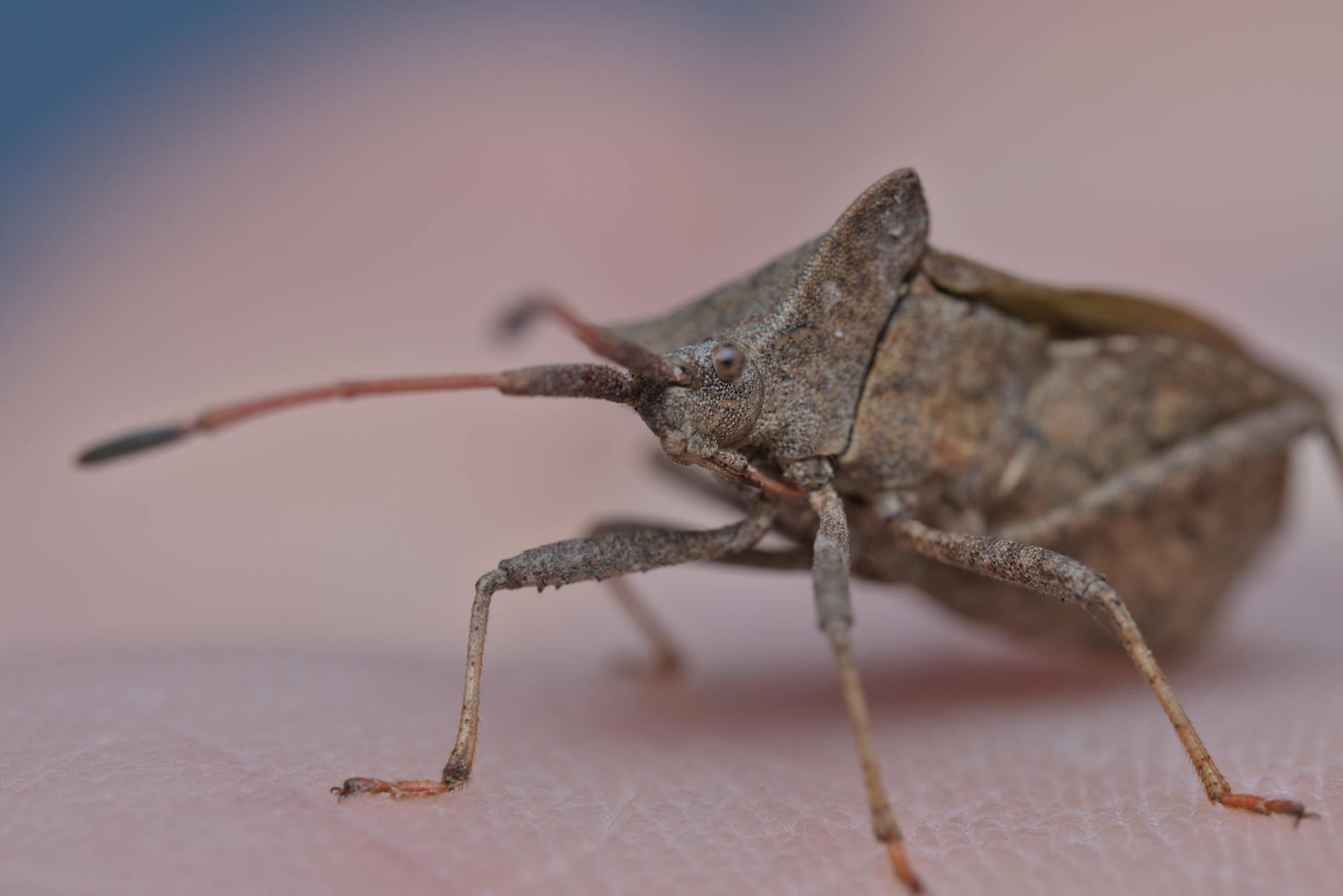 Detailansicht: Krabbeltiere Stinkwanzen