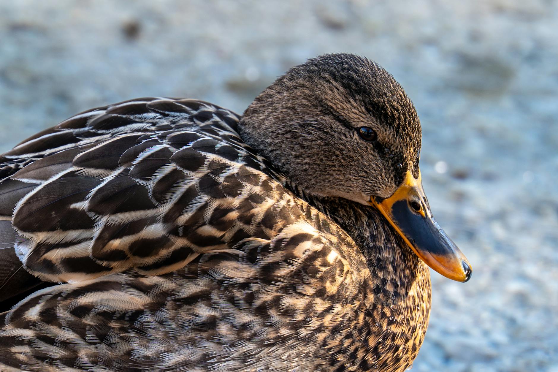 Symbolbild zum Thema Kranjska Gora