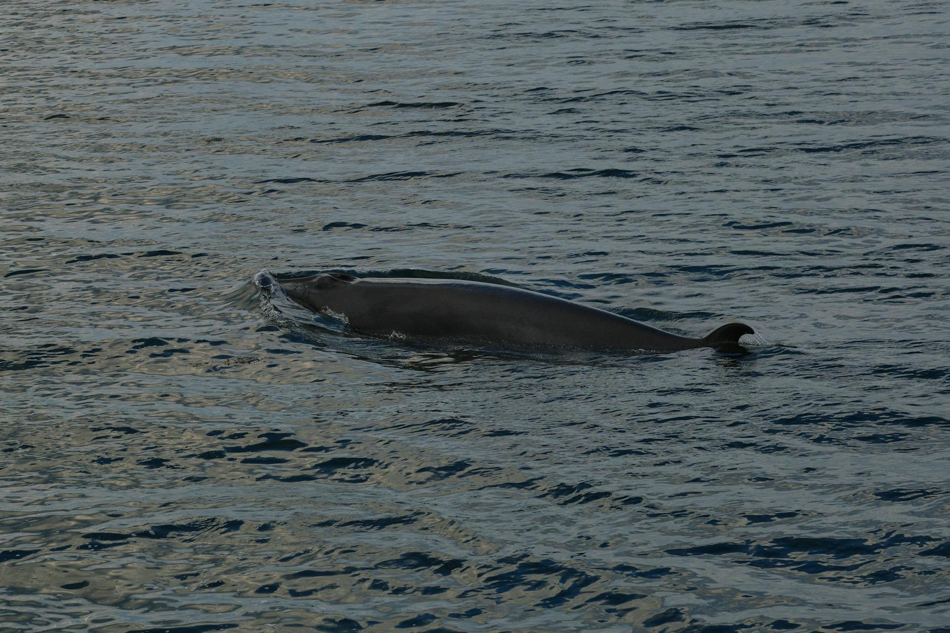 Detailansicht: Kranker Wal Poel