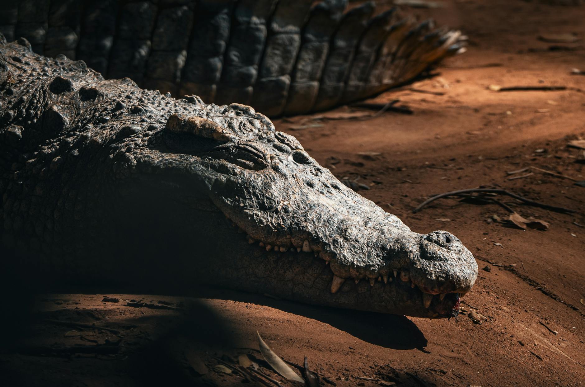 Krokodil Mario Adorf Illustration zu Krokodil Mario Adorf