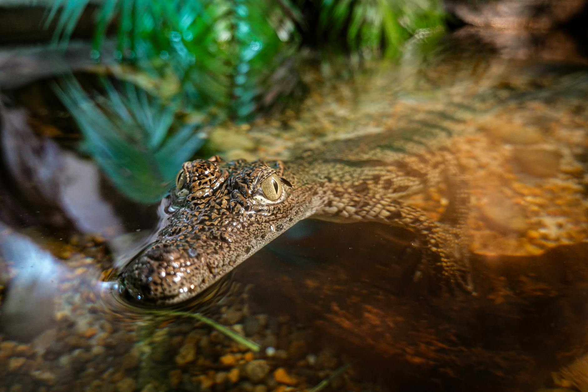 Symbolbild zum Thema Krokodil Schrebergarten