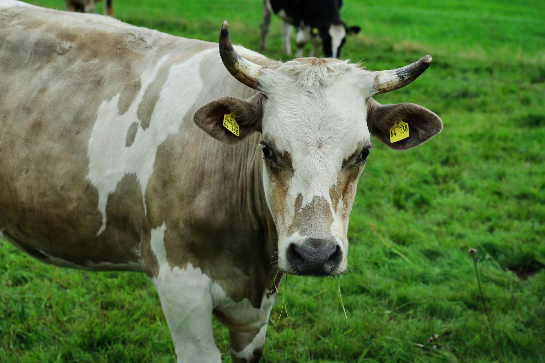 Symbolbild zum Thema Kuh In Uster