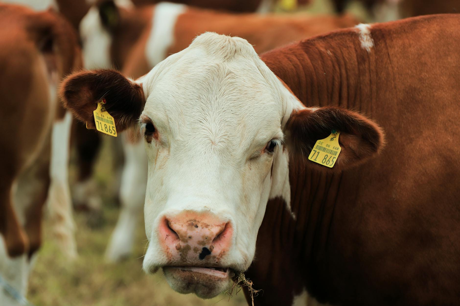 Detailansicht: Kuh In Uster