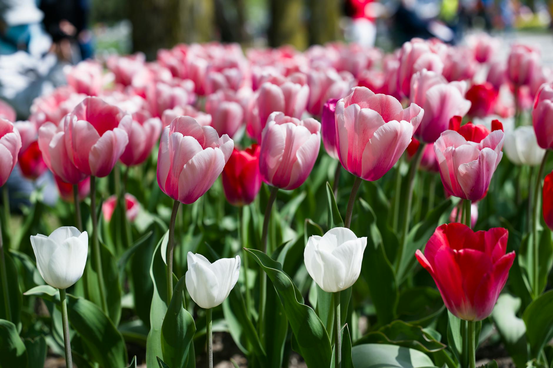 Illustration zu Lausanne Sport