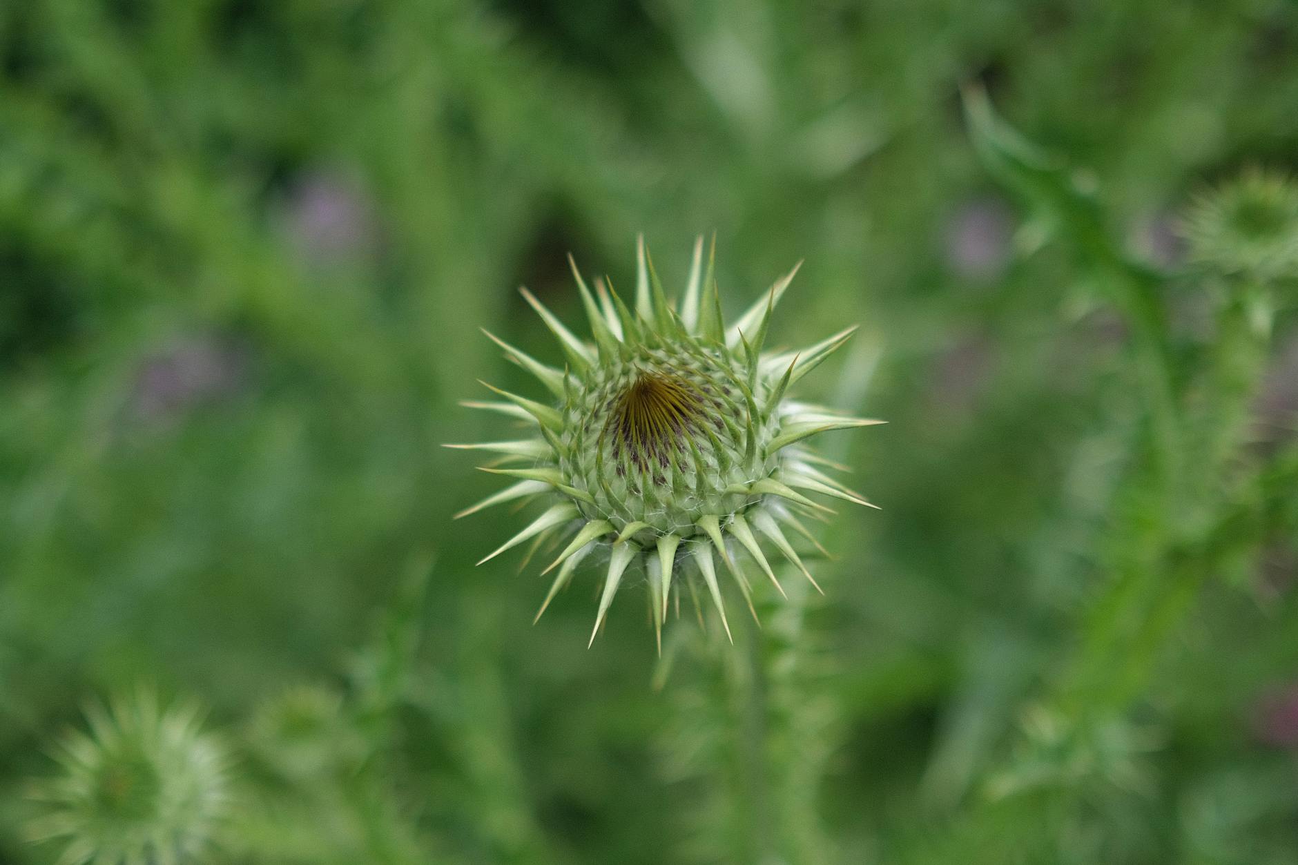 Illustration zu Lausanne-sport – ST. Gallen