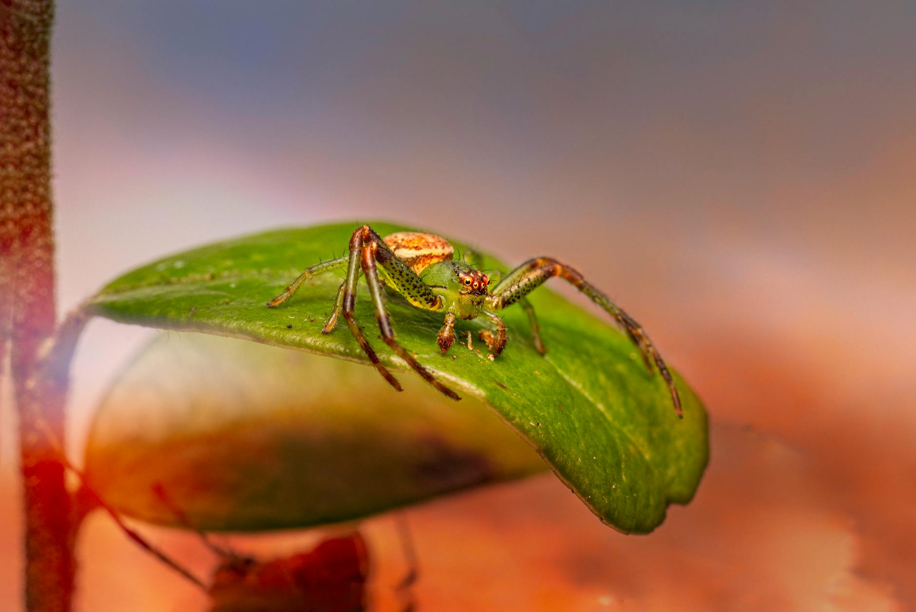Detailansicht: Lea Meier