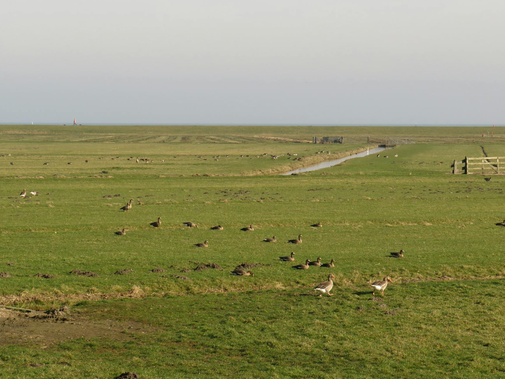 Illustration zu Lea Wagner Sven Hannawald