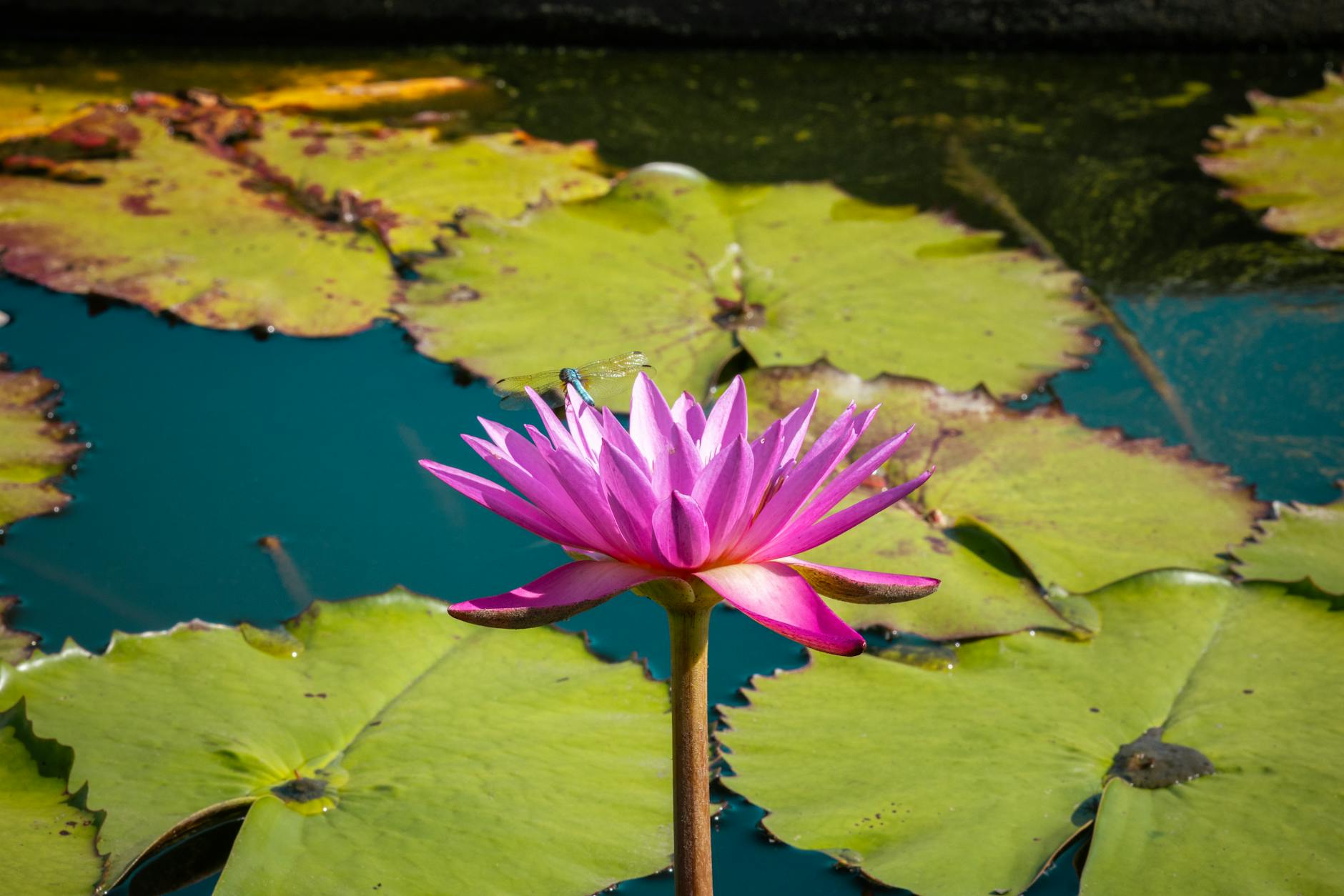 Symbolbild zum Thema Lilly Becker Sohn