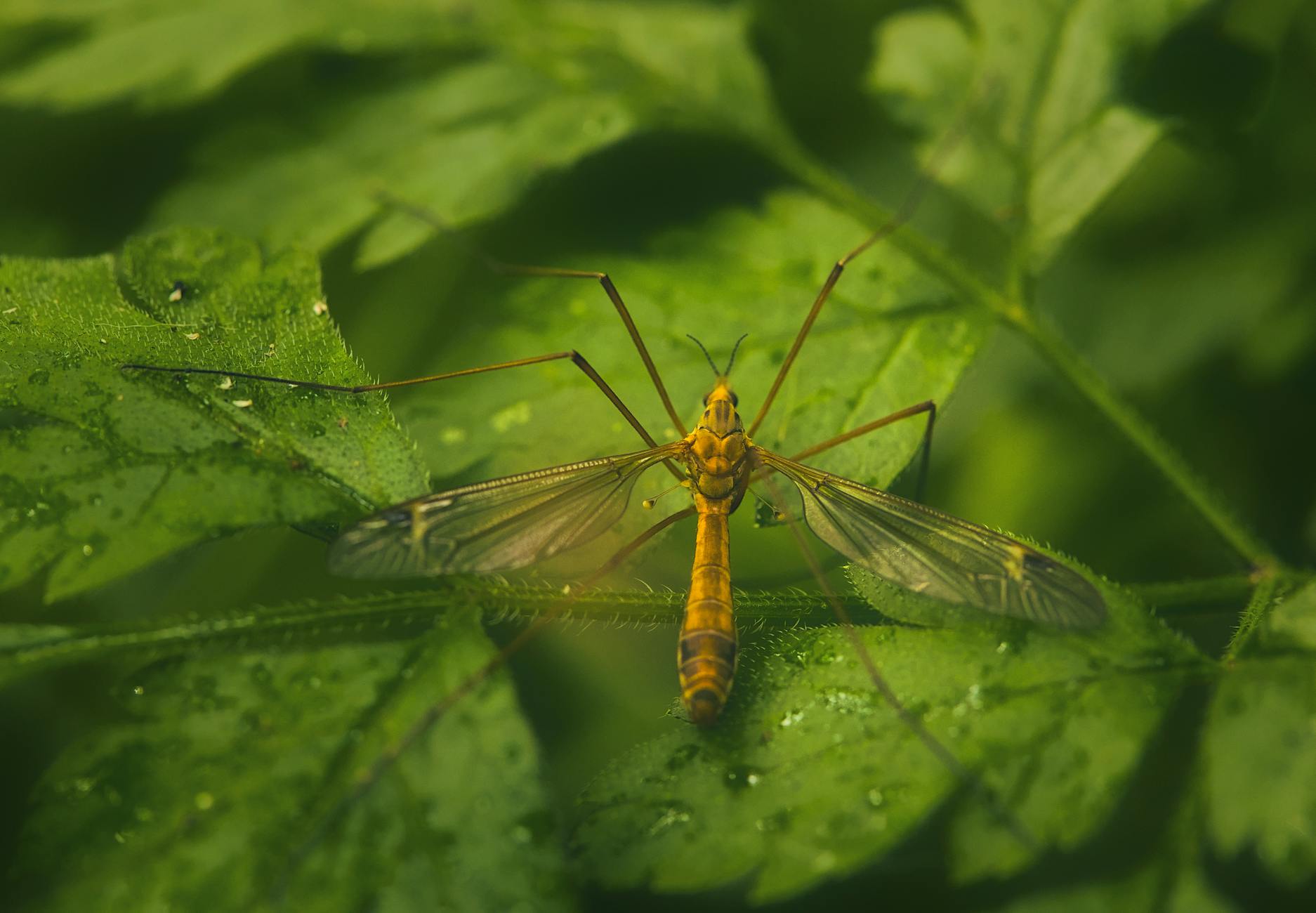 Detailansicht: Longlegs Fortsetzung