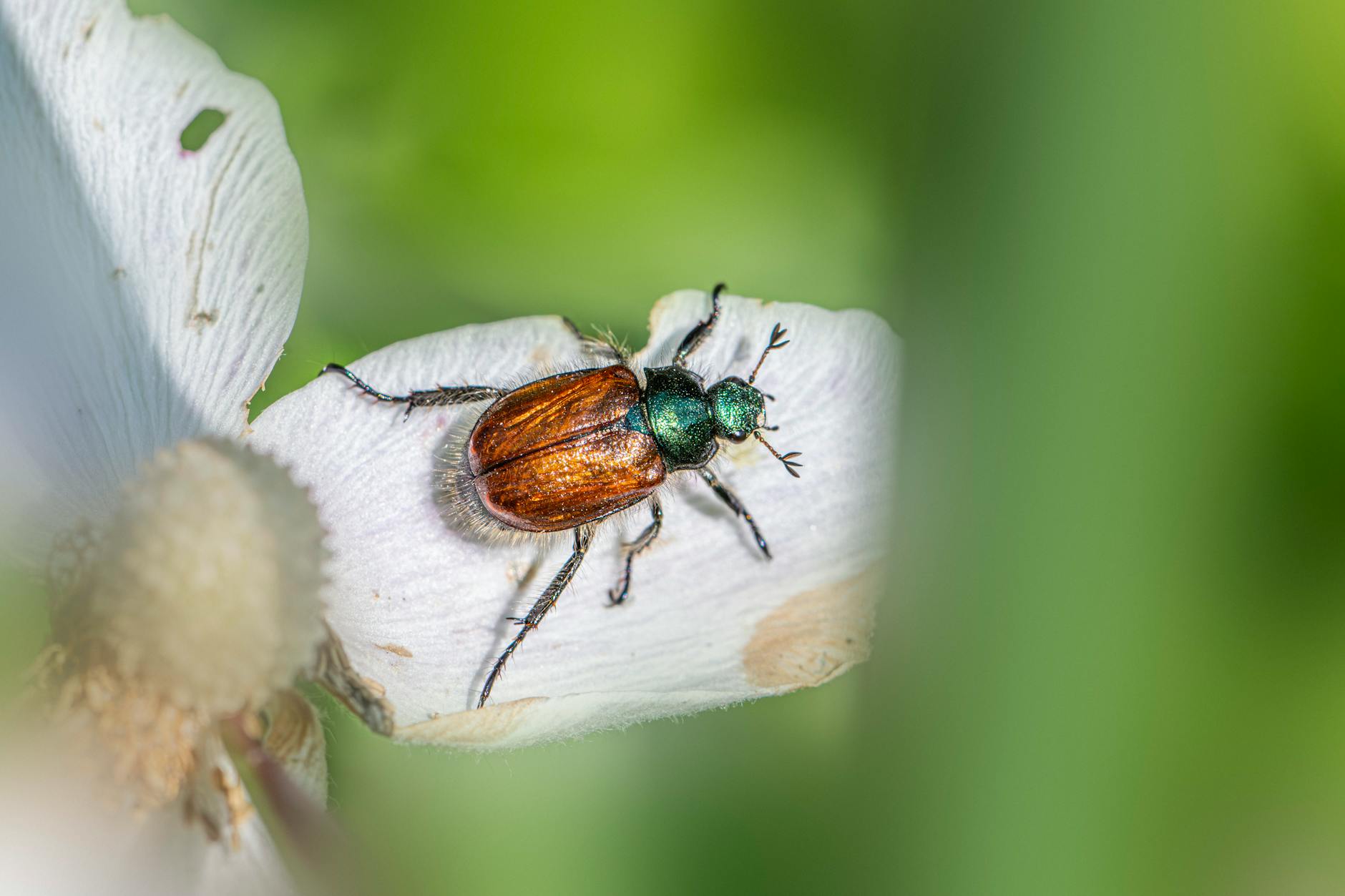 Illustration zu Maikäfer Massenflug