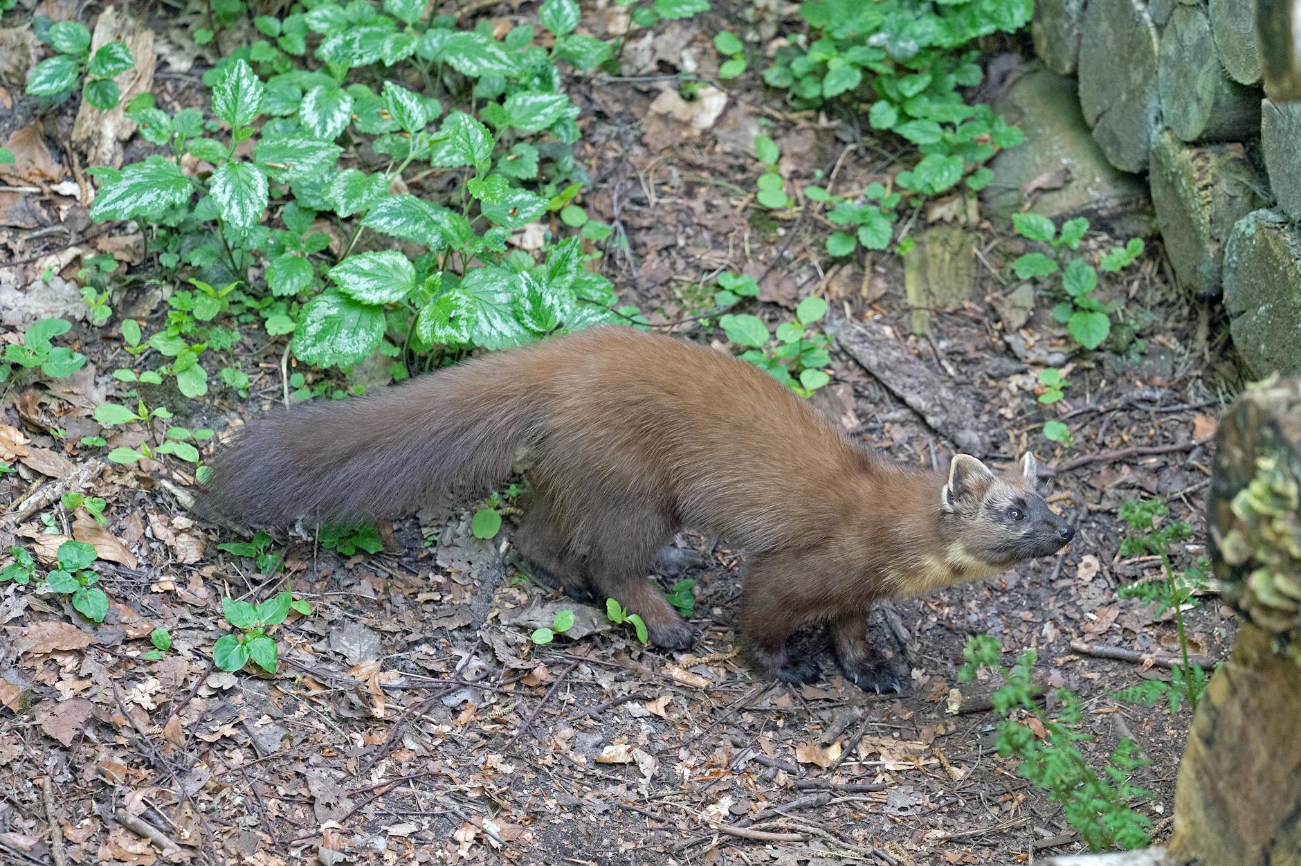 Detailansicht: Marder Vertreiben