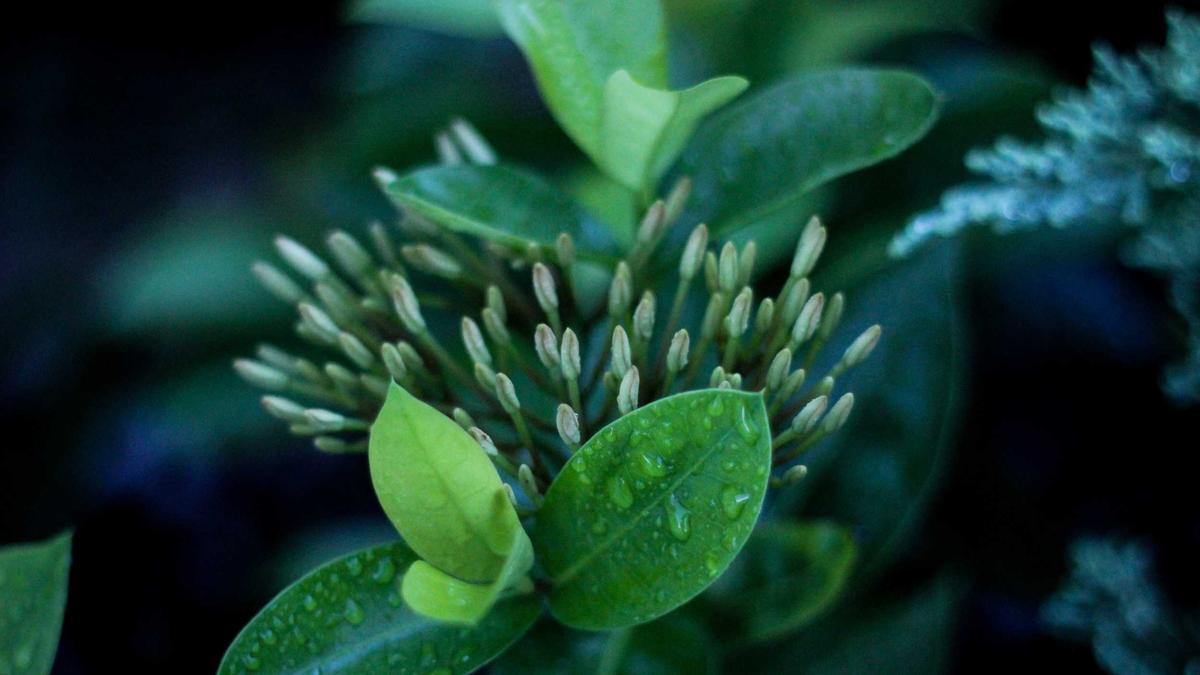 Detailansicht: Mareile Höppner